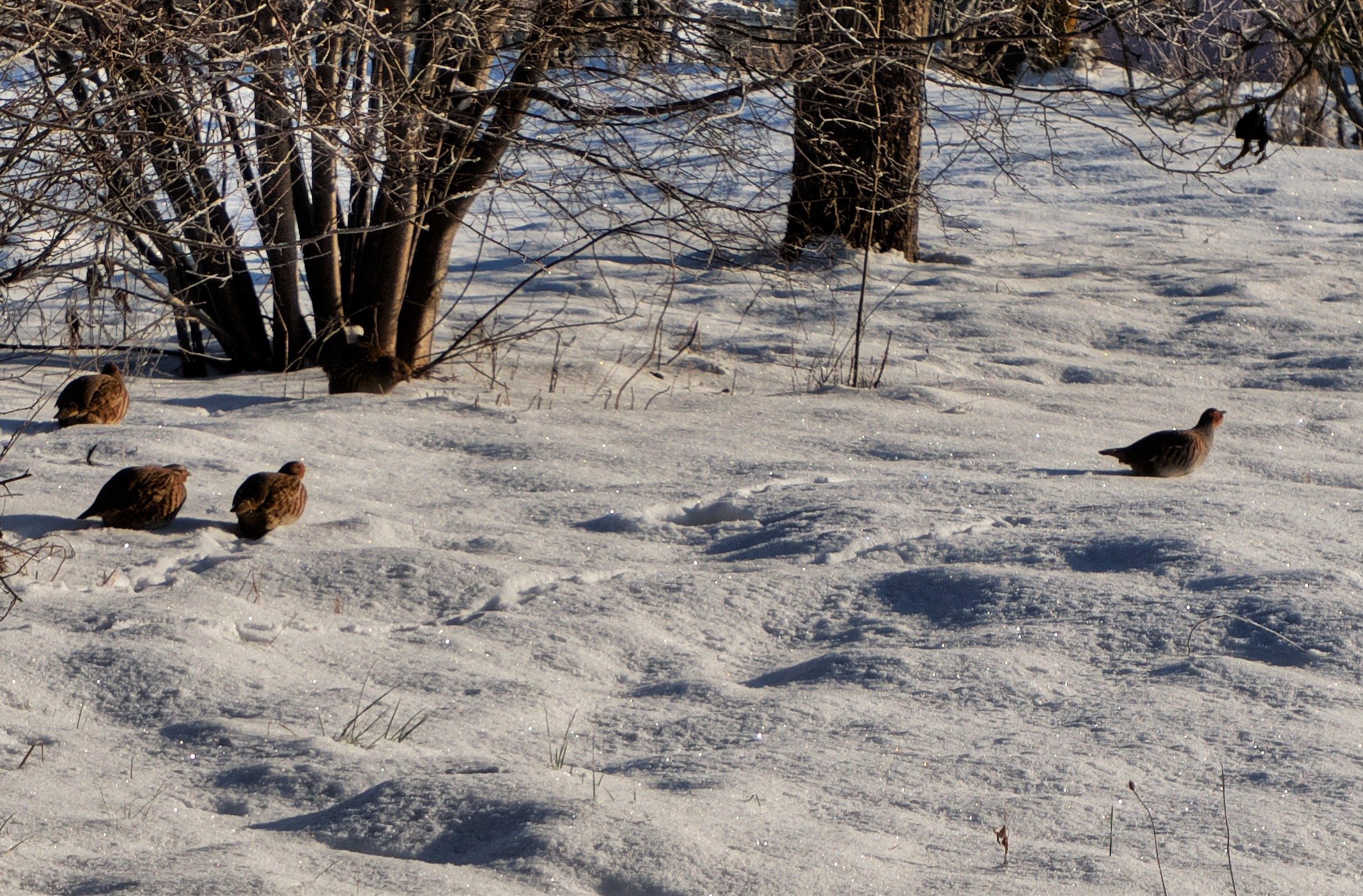 Grey Partridges in the snow