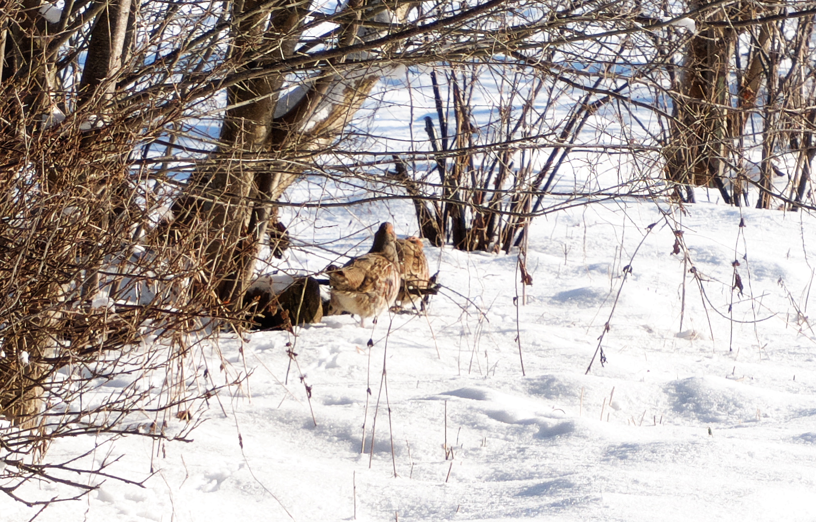 Grey Partridges in the snow