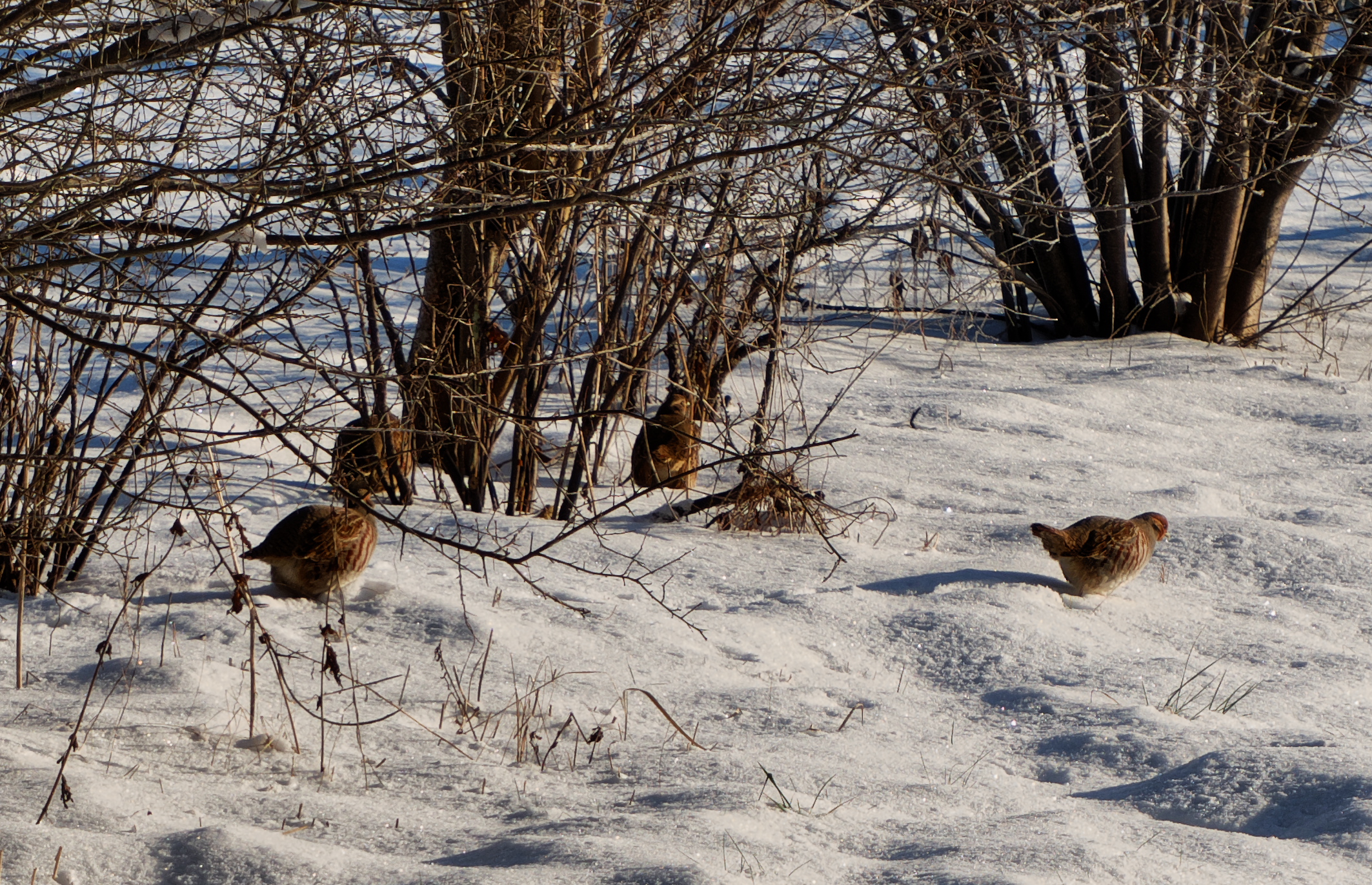 Grey Partridges in the snow