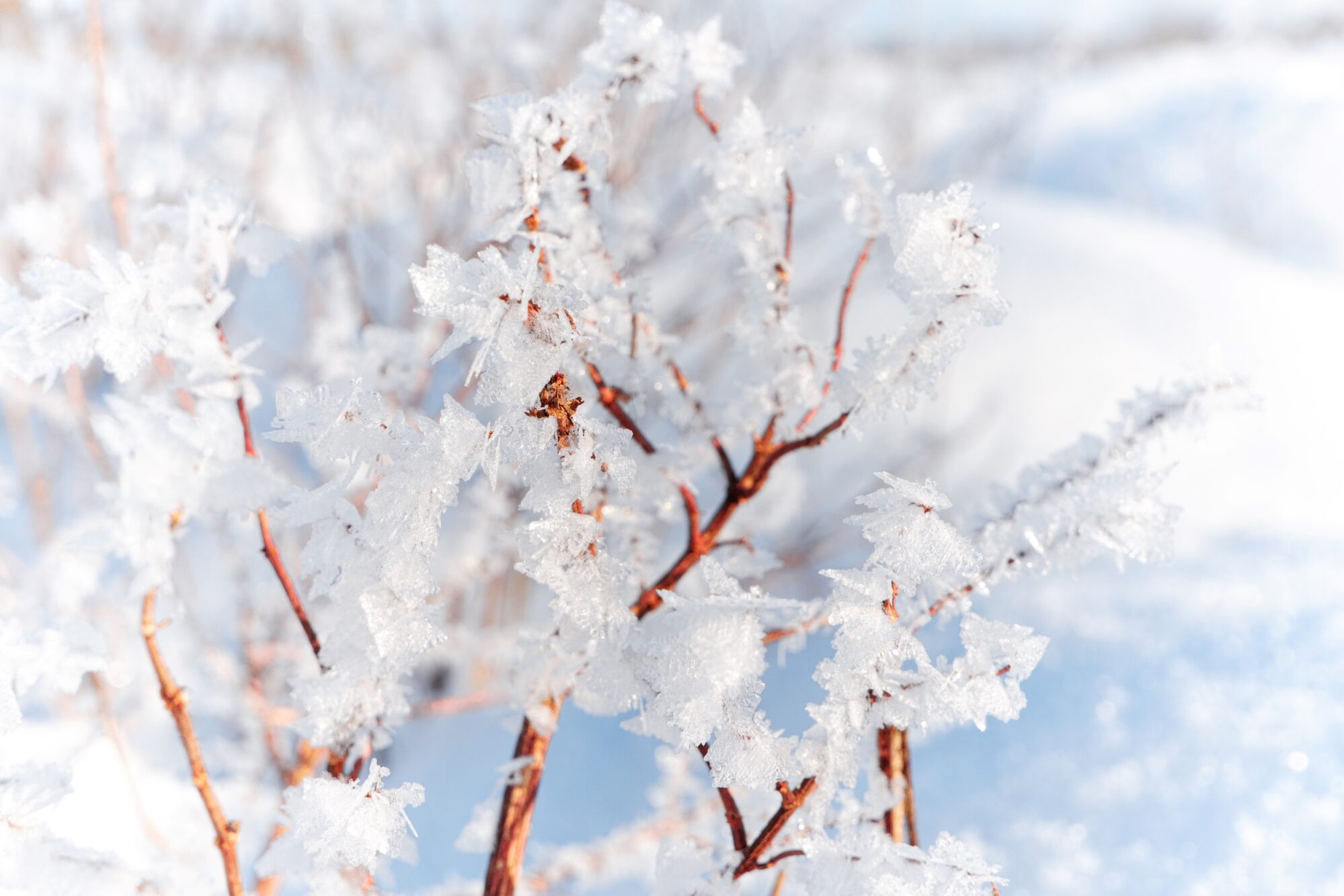 Hoarfrost photos