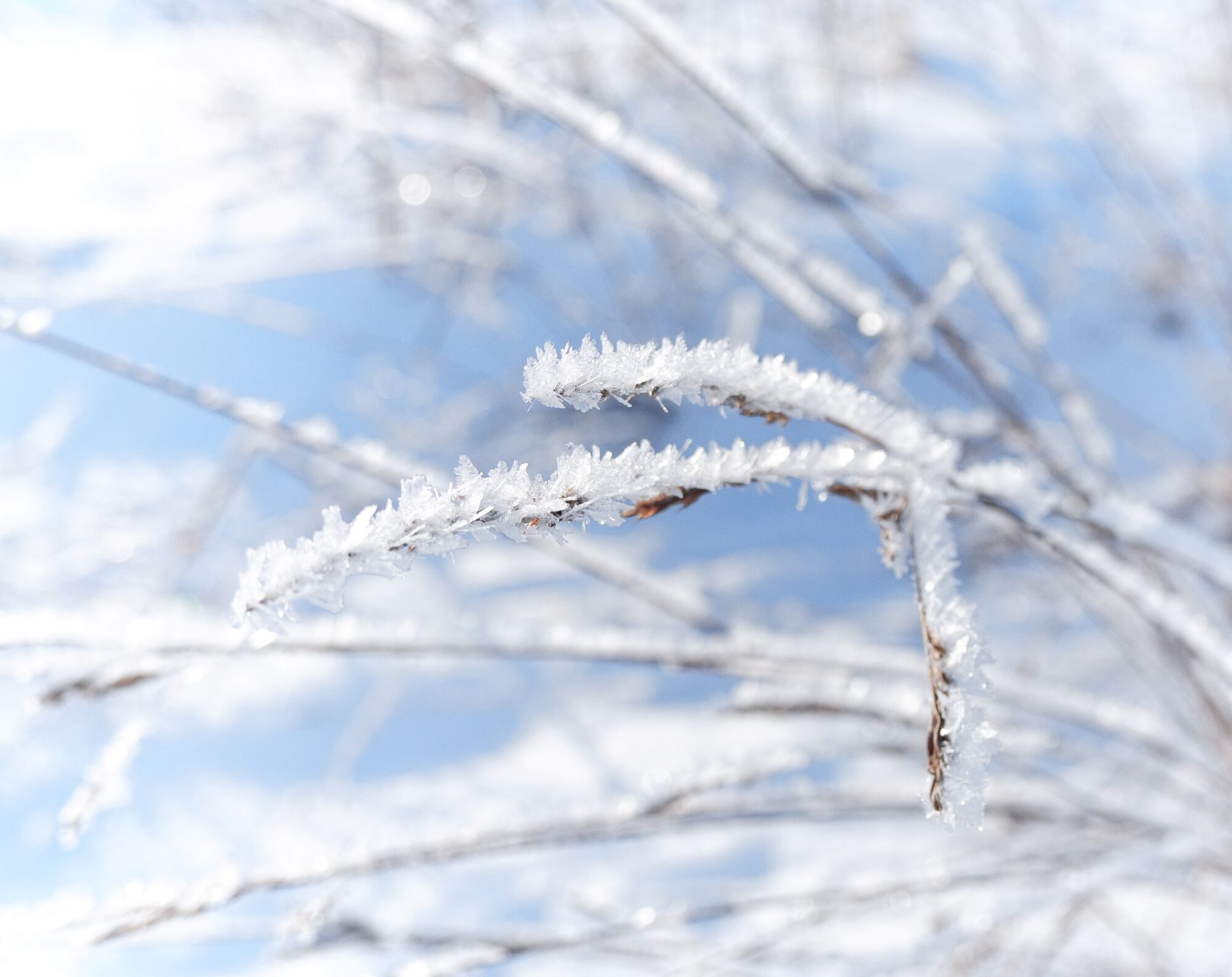 Hoarfrost photos