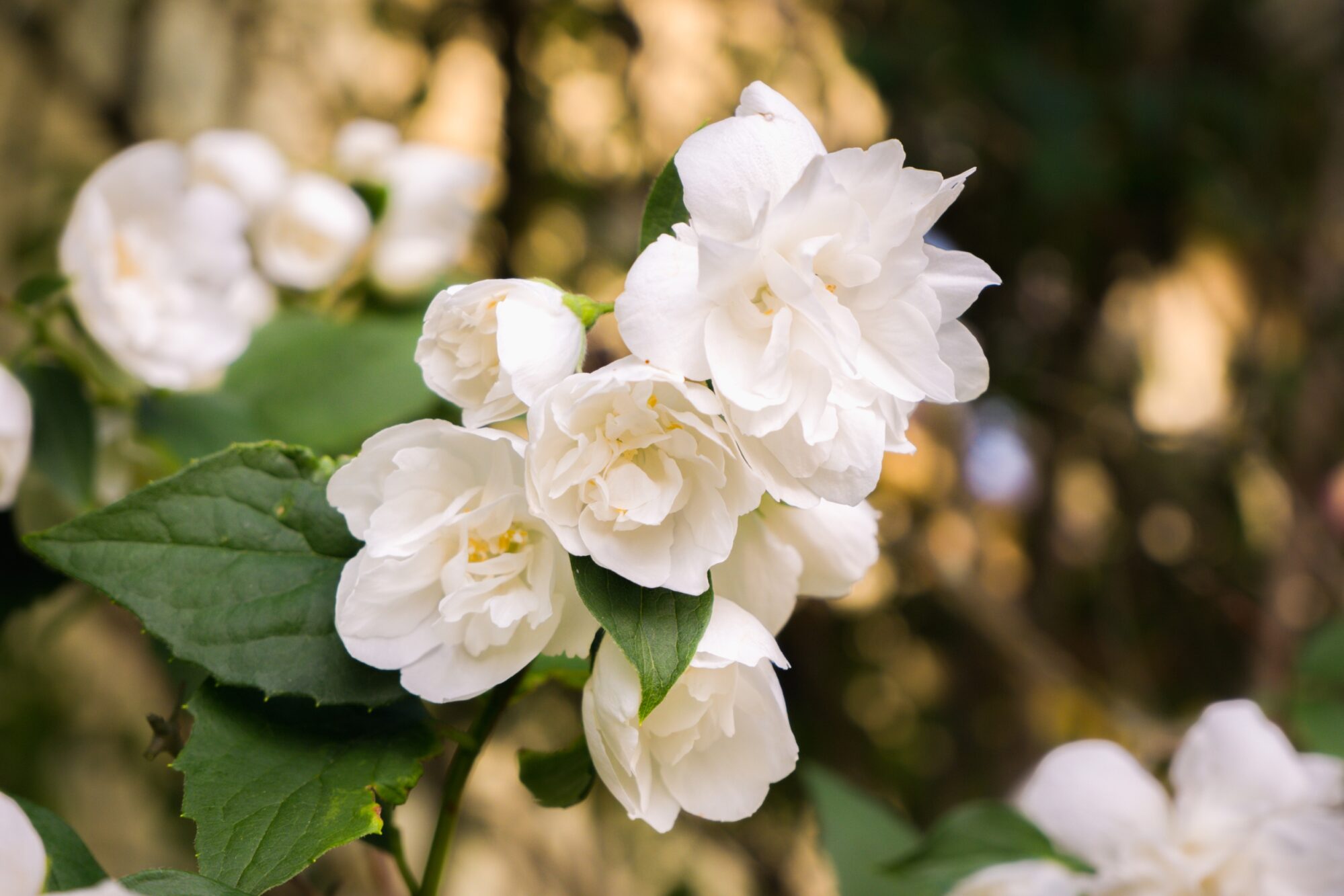 Flowers in nature- Jasmine