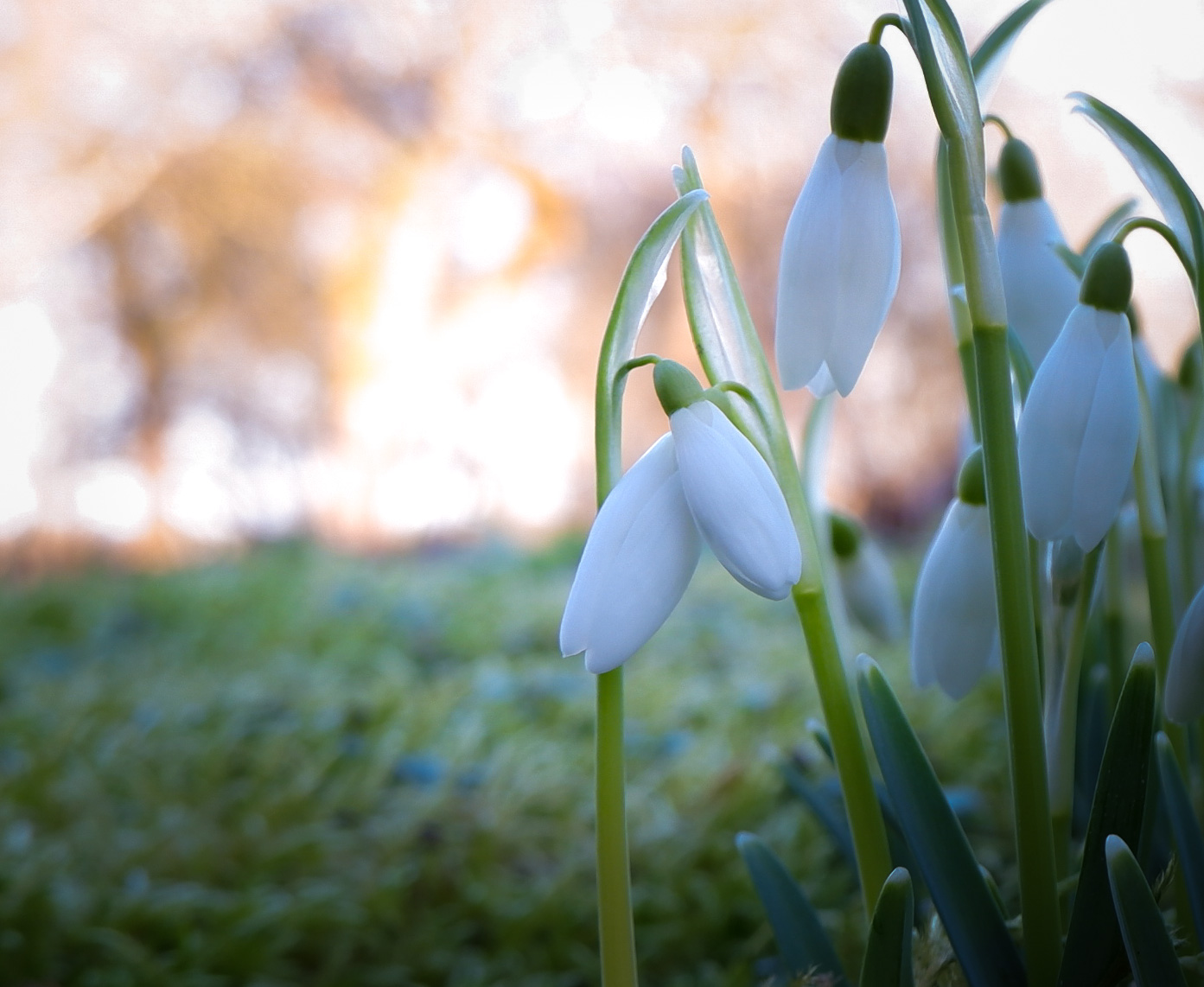 Snowdrops