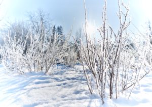 Winter landscape