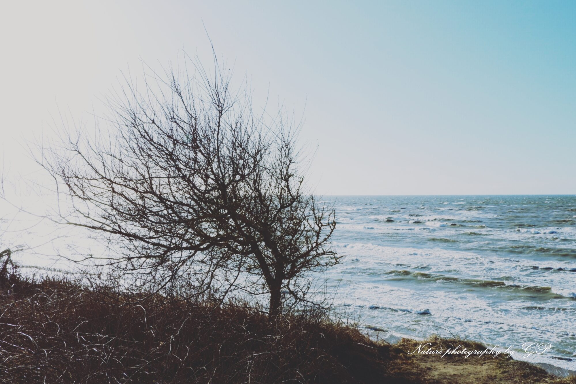 Tree by the sea in the wind