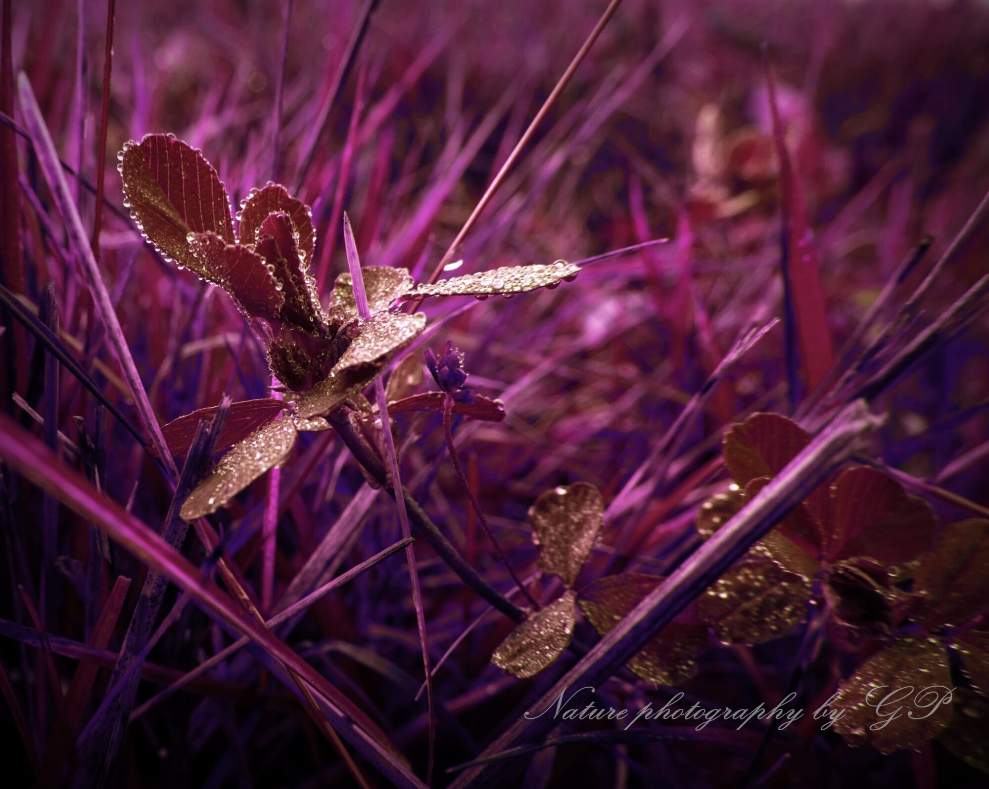 Creative nature photography-Aurum