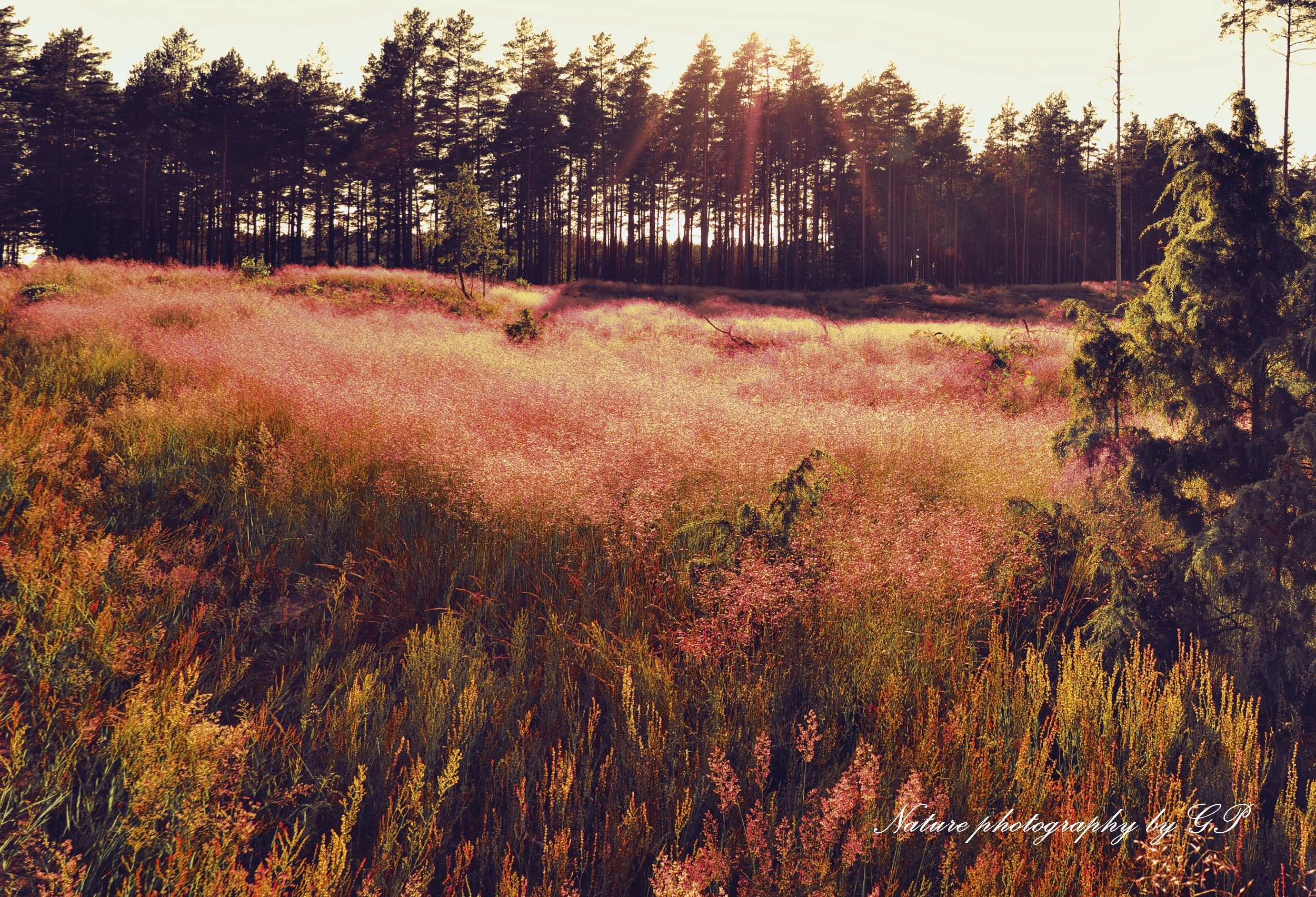 Forest meadow