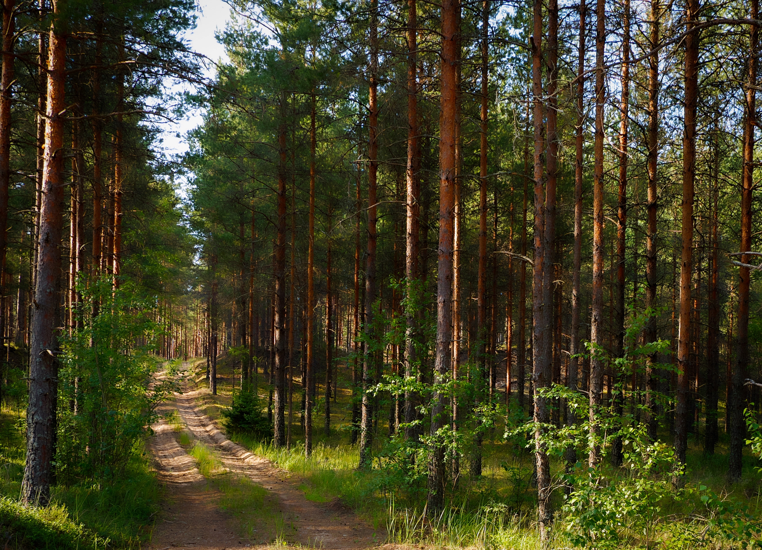 Forest road