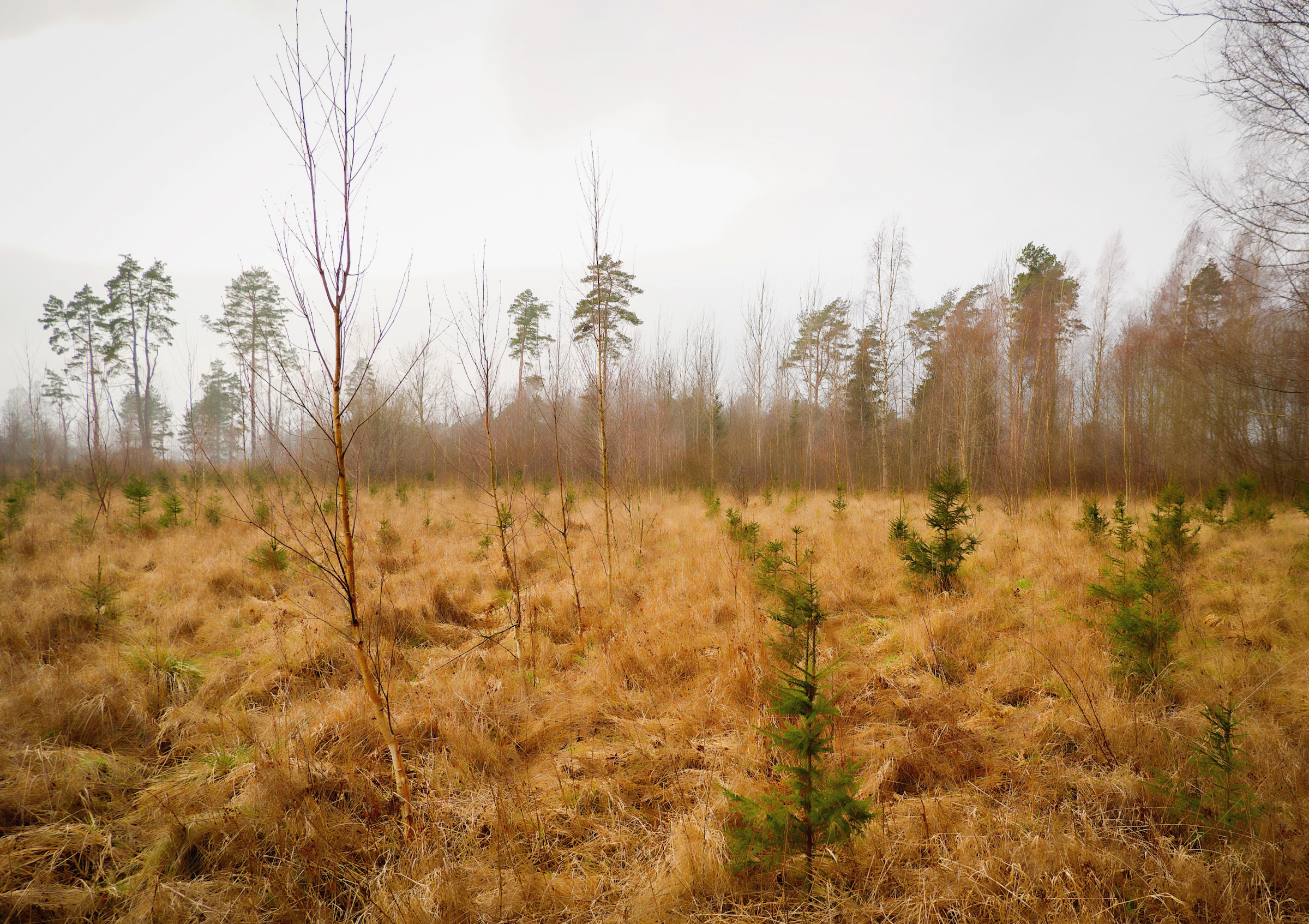 New spruces are growing