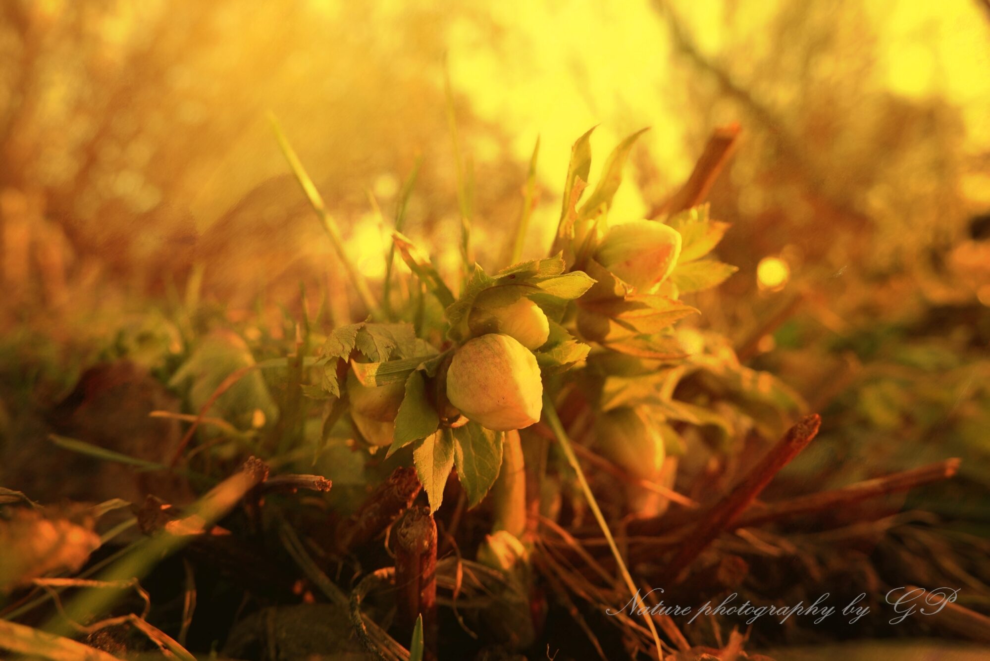 Creative nature photography-Snowroses