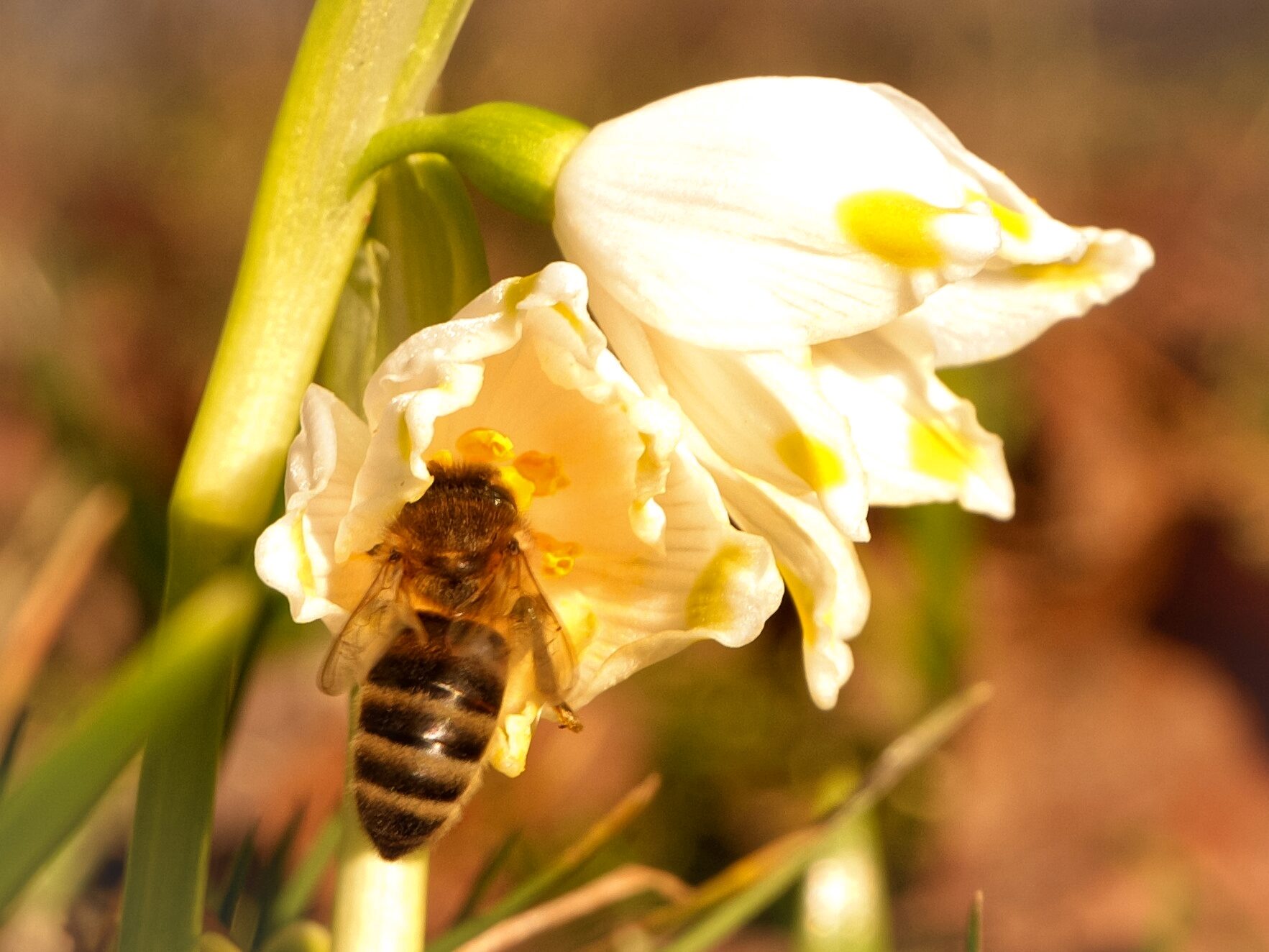 The bee in the flower