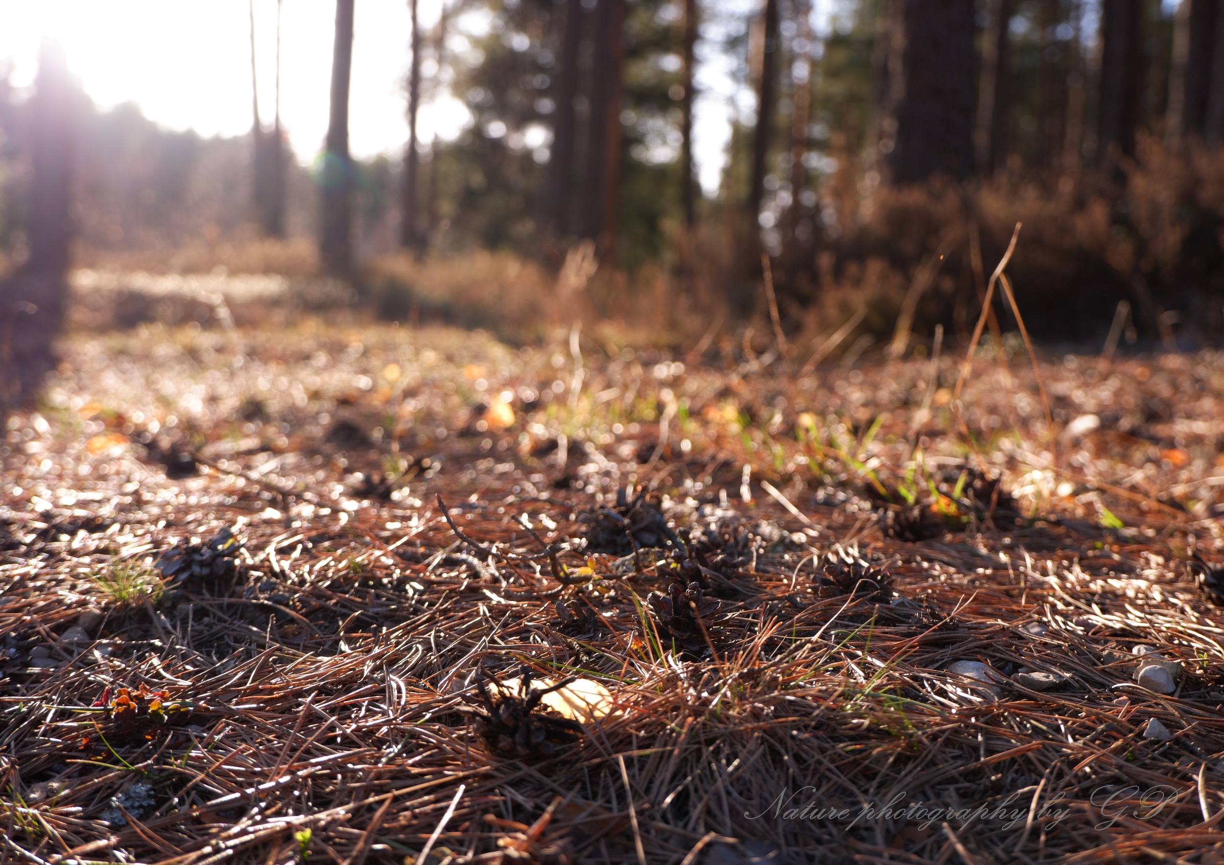 Afternoon in the woods