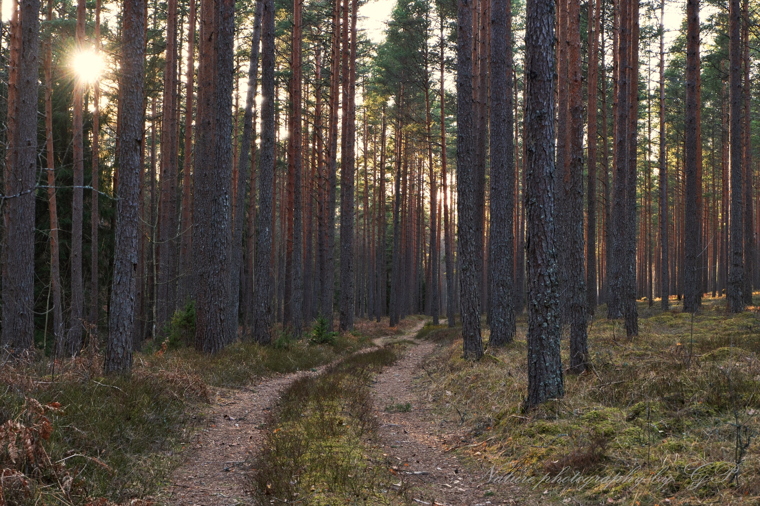 Afternoon in the woods