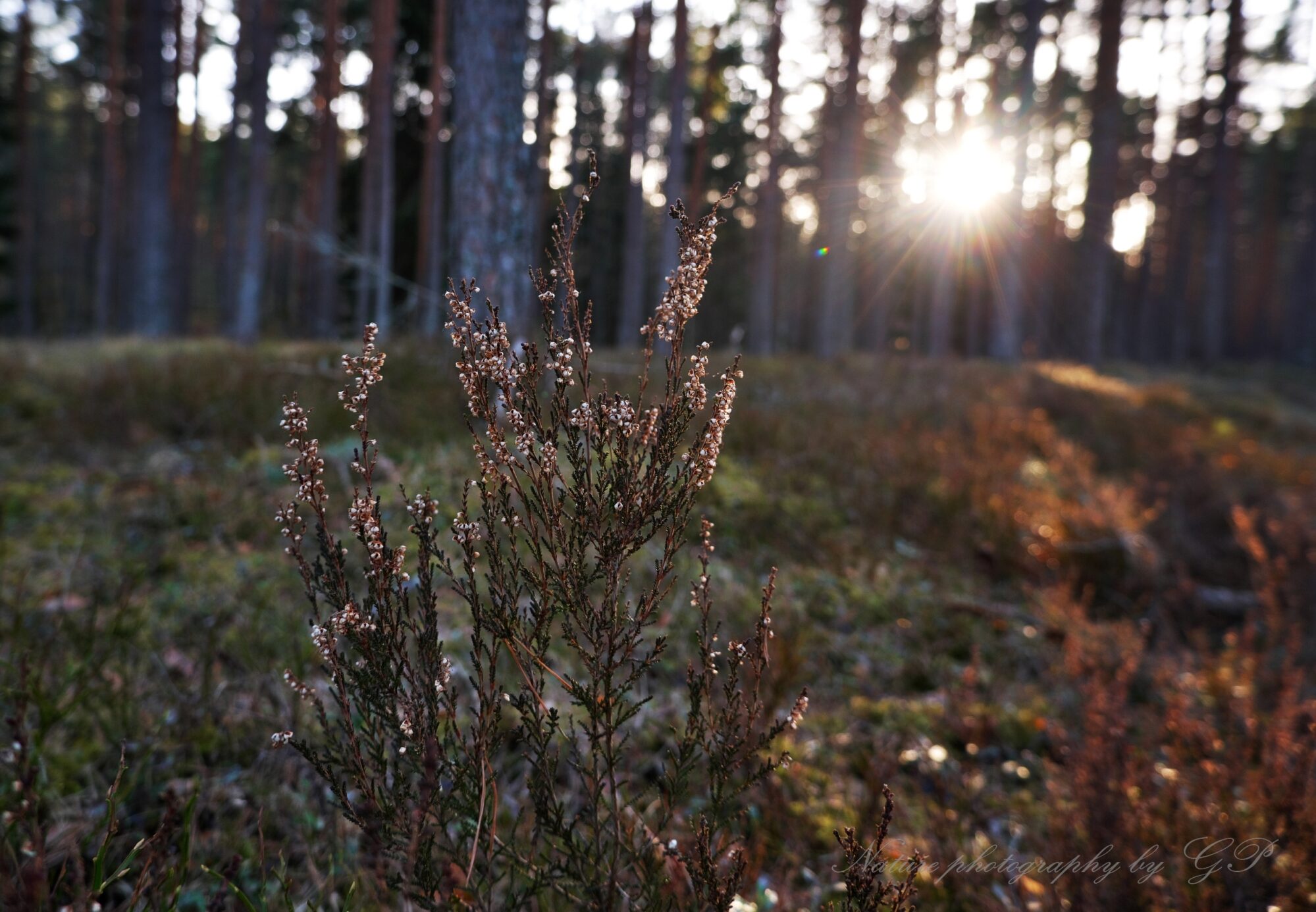 Afternoon in the woods