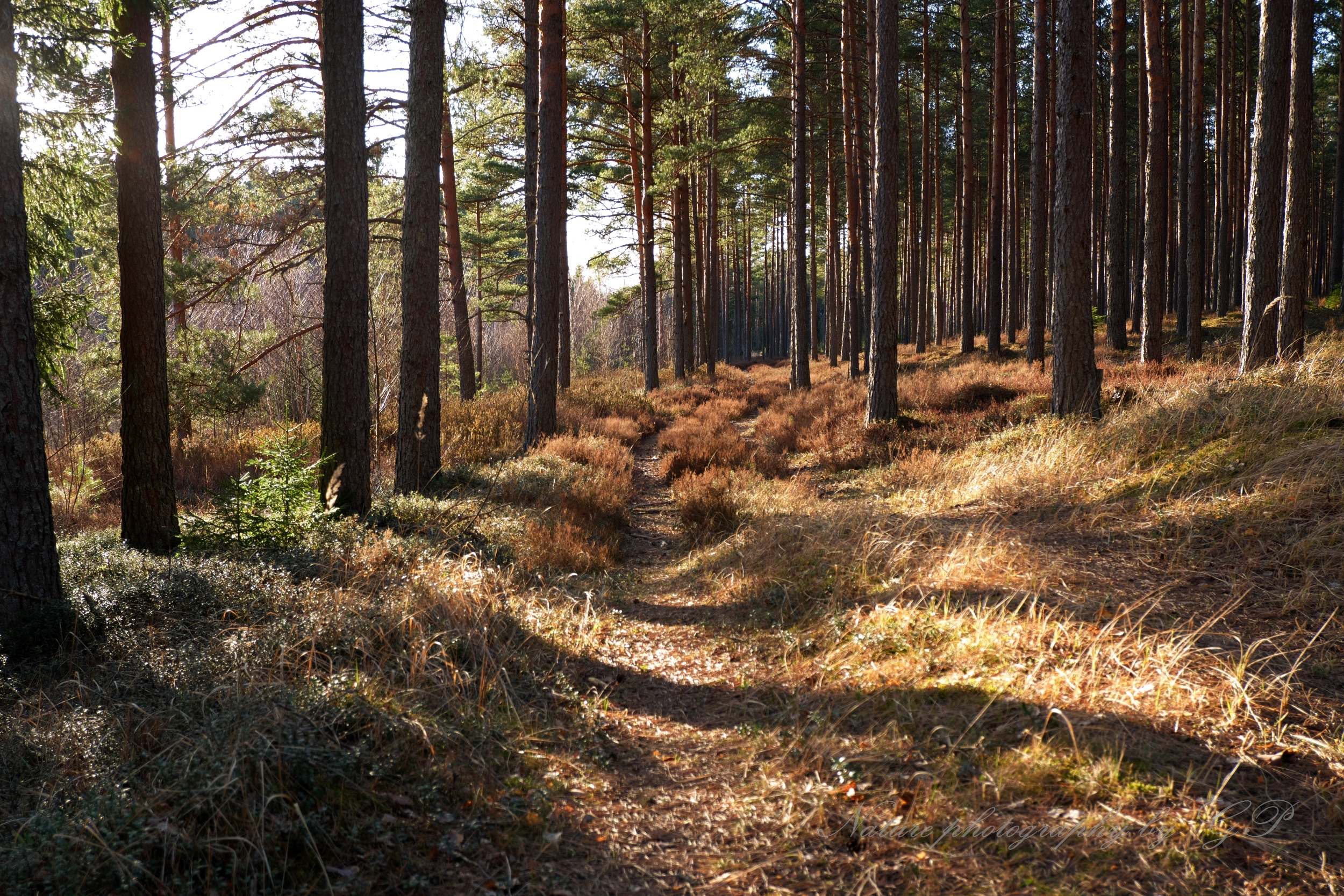 Afternoon in the woods