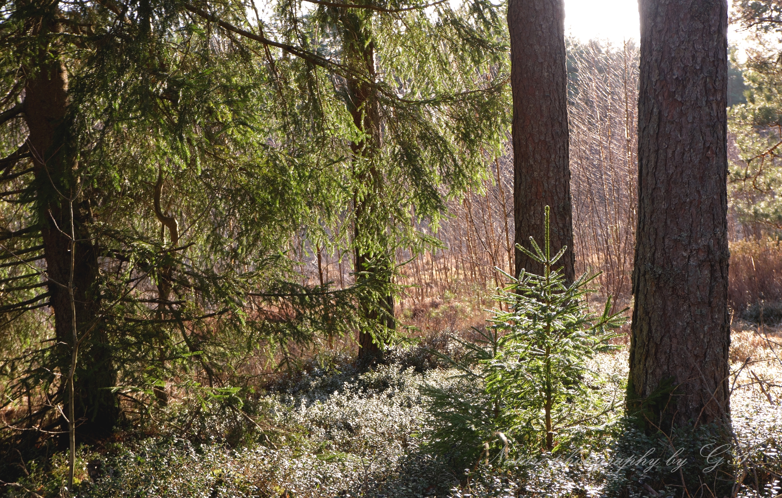 Afternoon in the woods