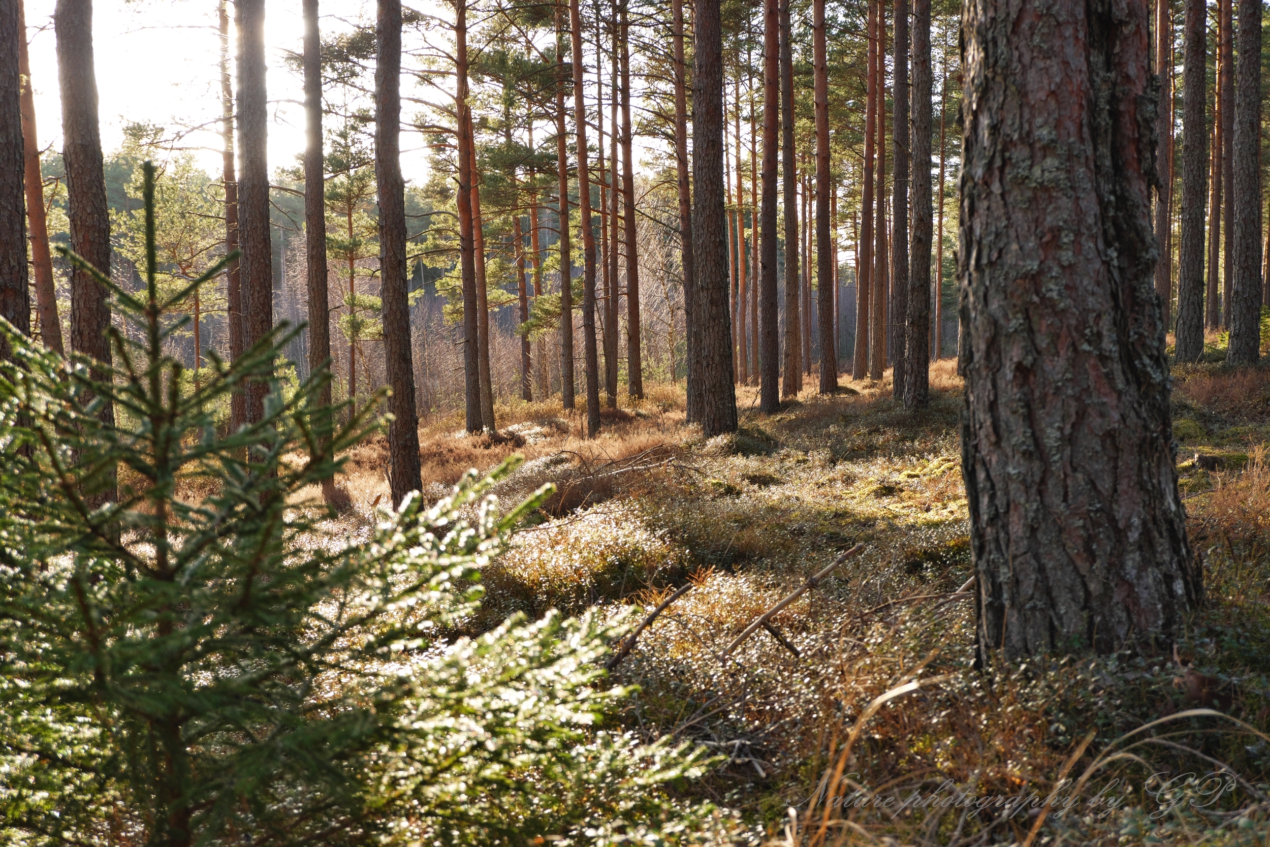 Afternoon in the woods