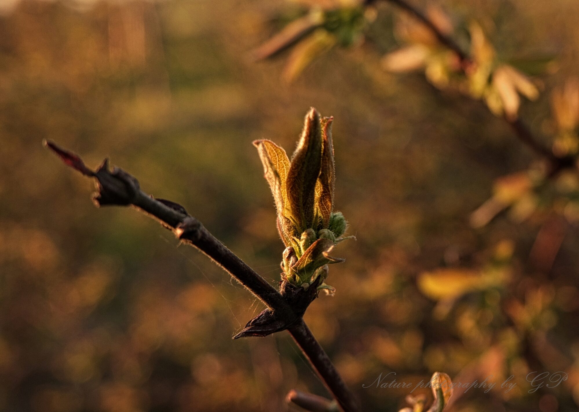 Spring nature photo