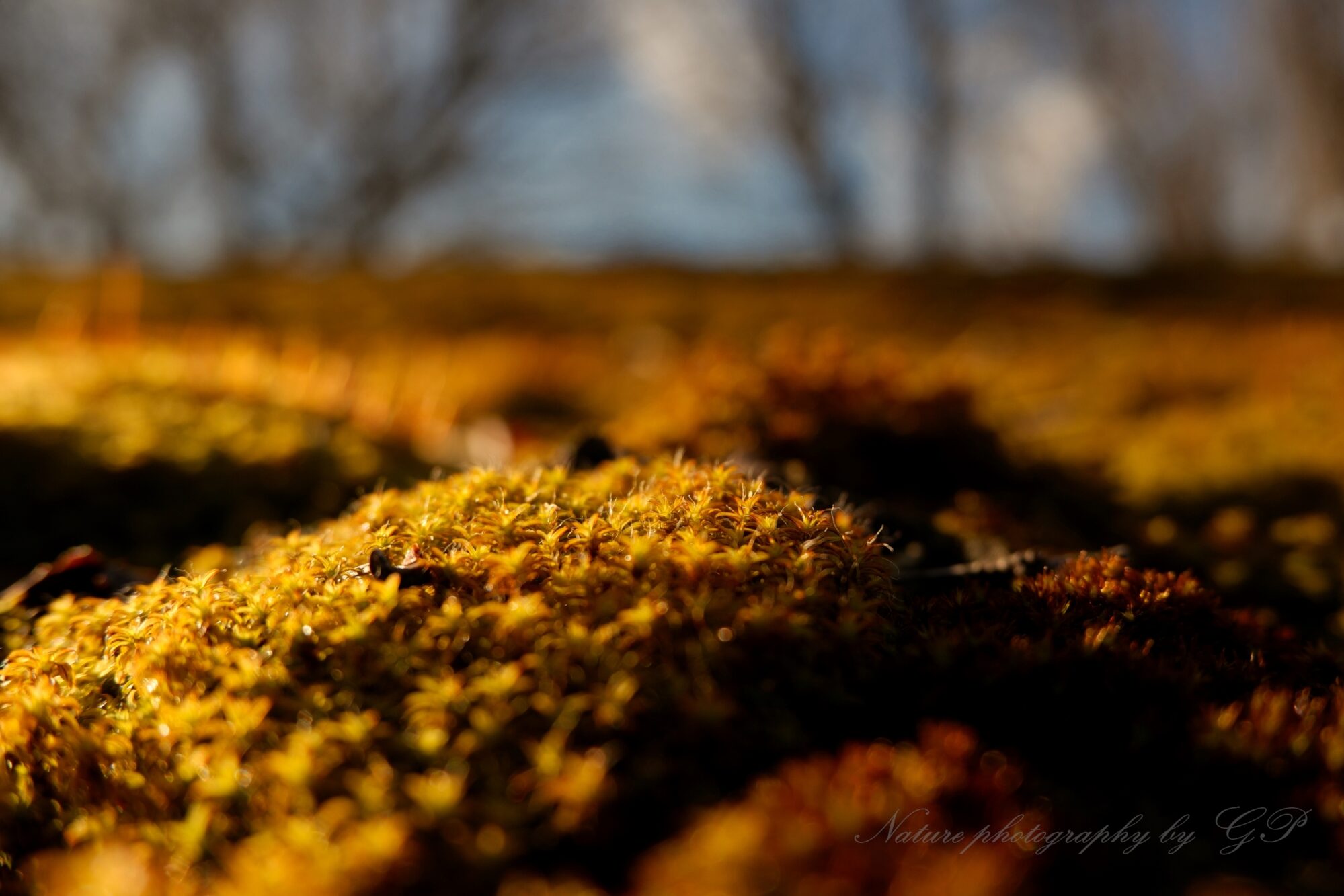 Moss carpet