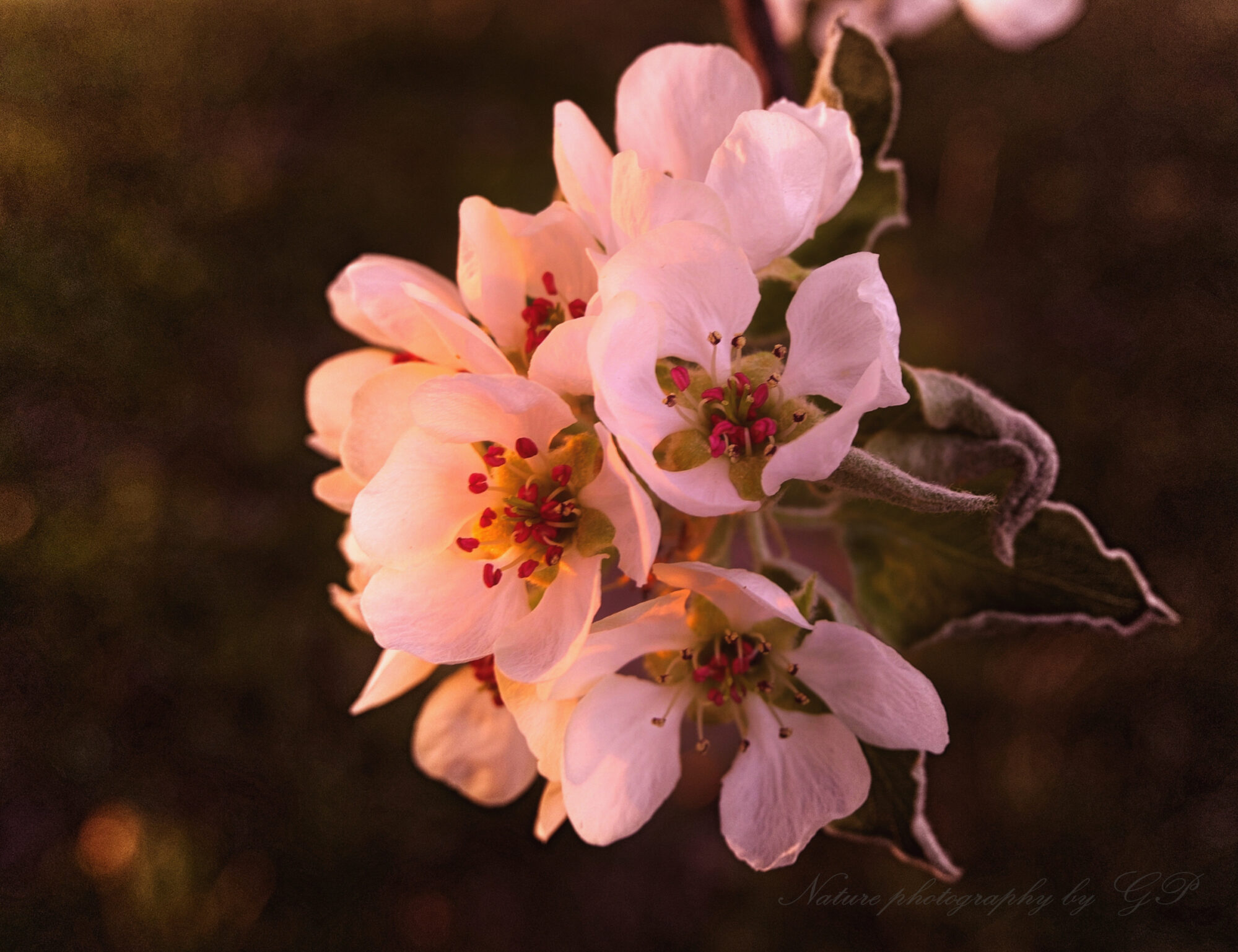 Apple blossom