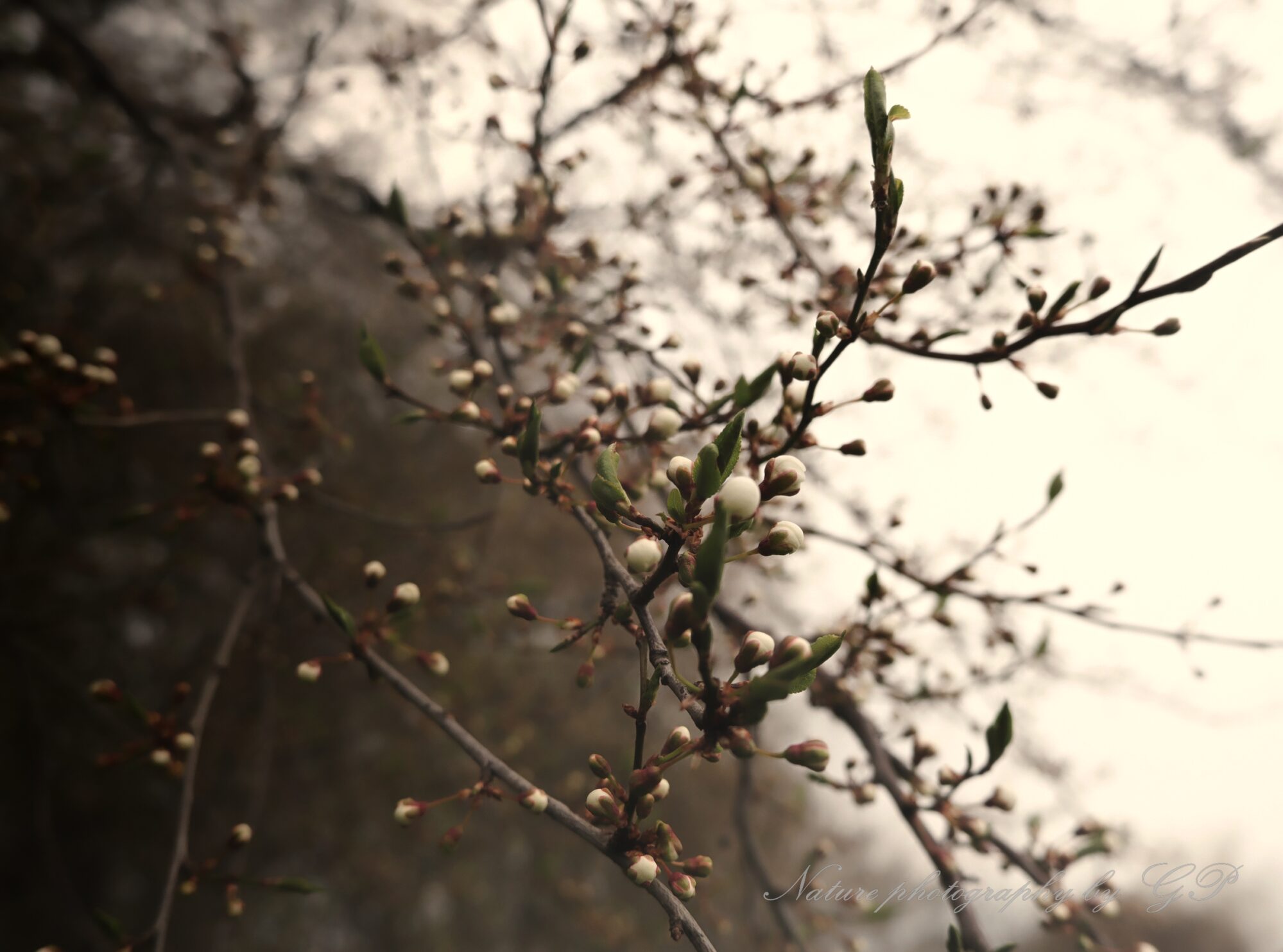 spring nature photography