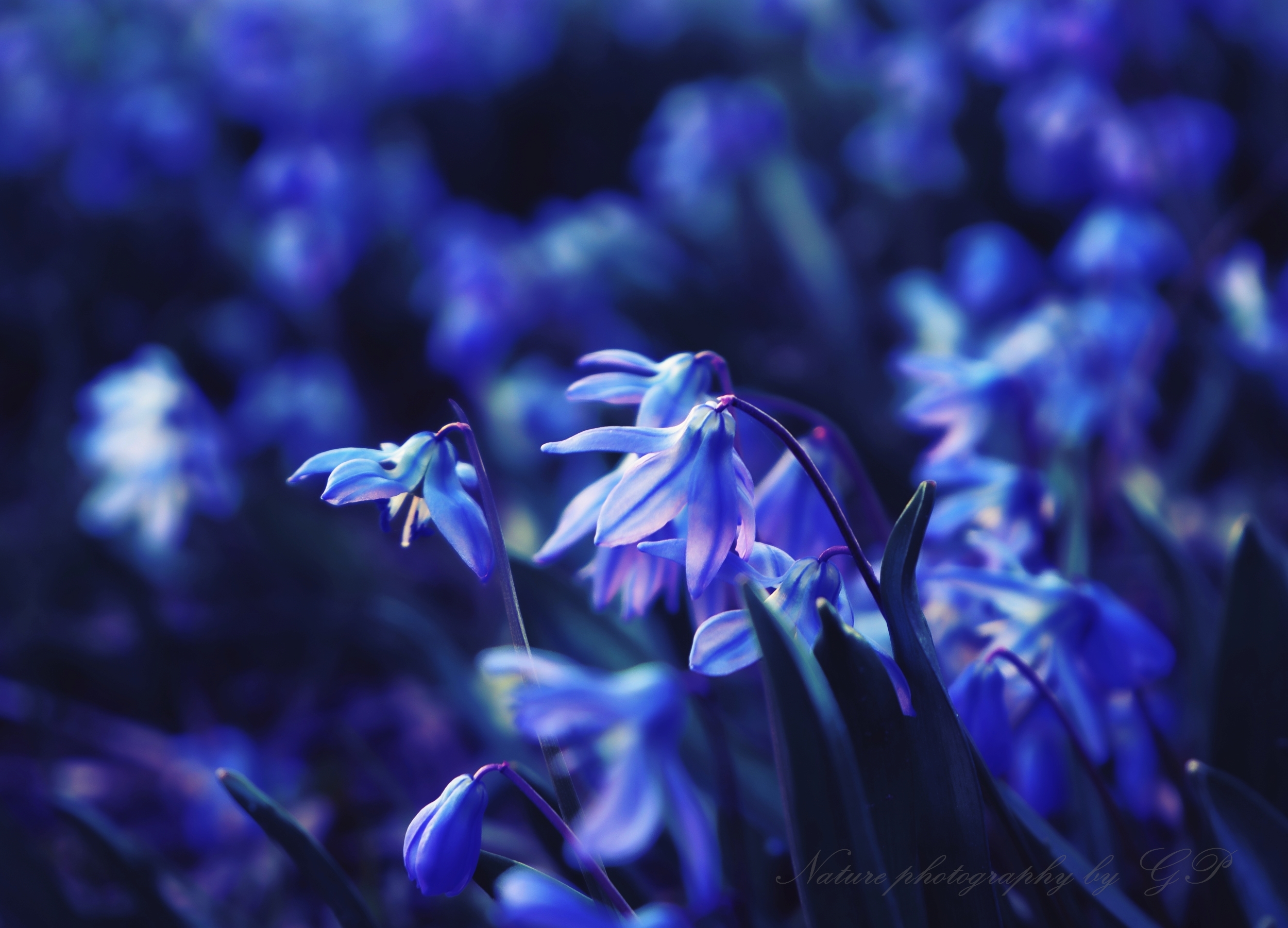 Blue snowdrops