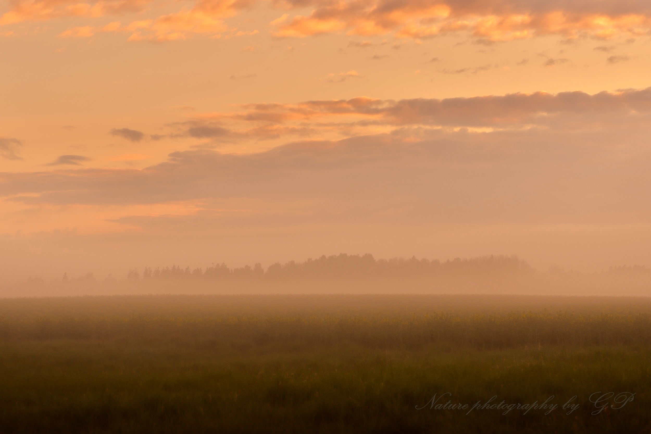 Foggy May evening 