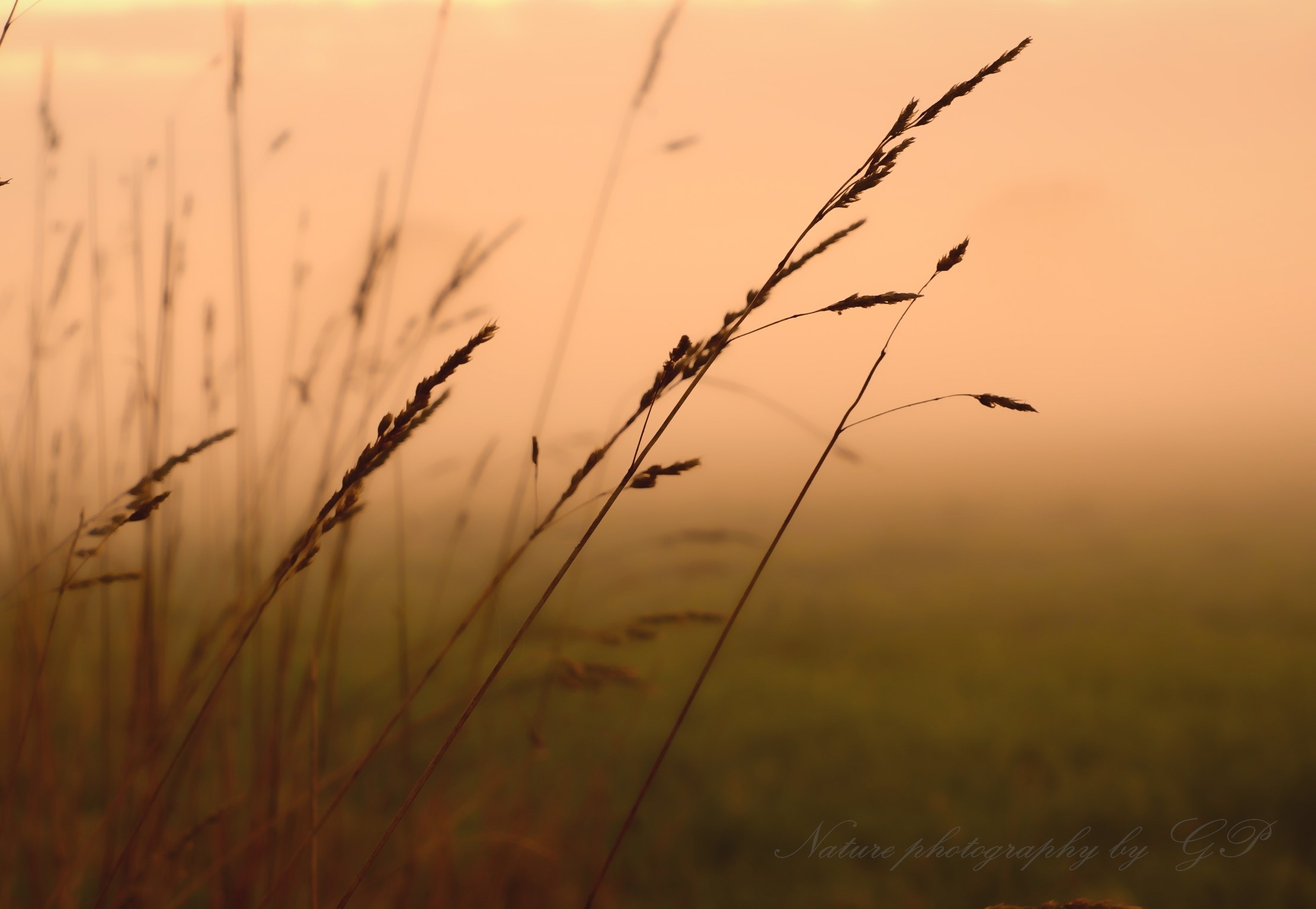 Foggy May evening 