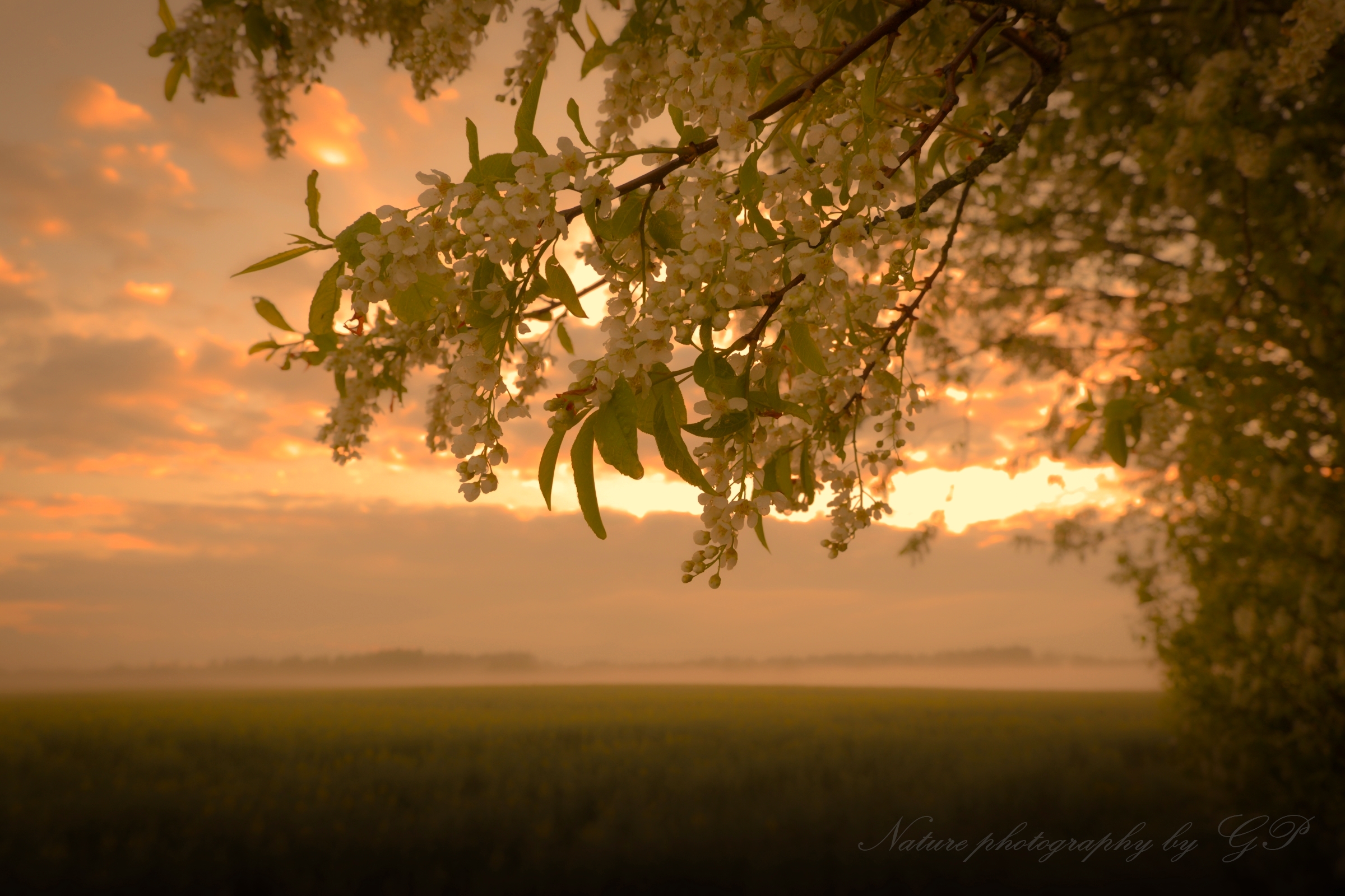 Foggy May evening 