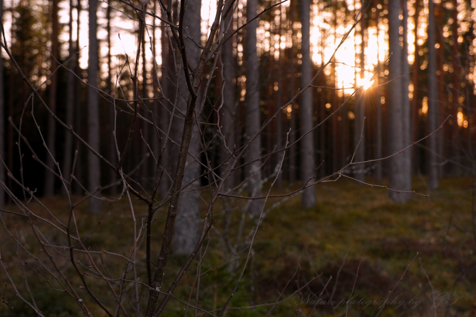 In forest before the sunset