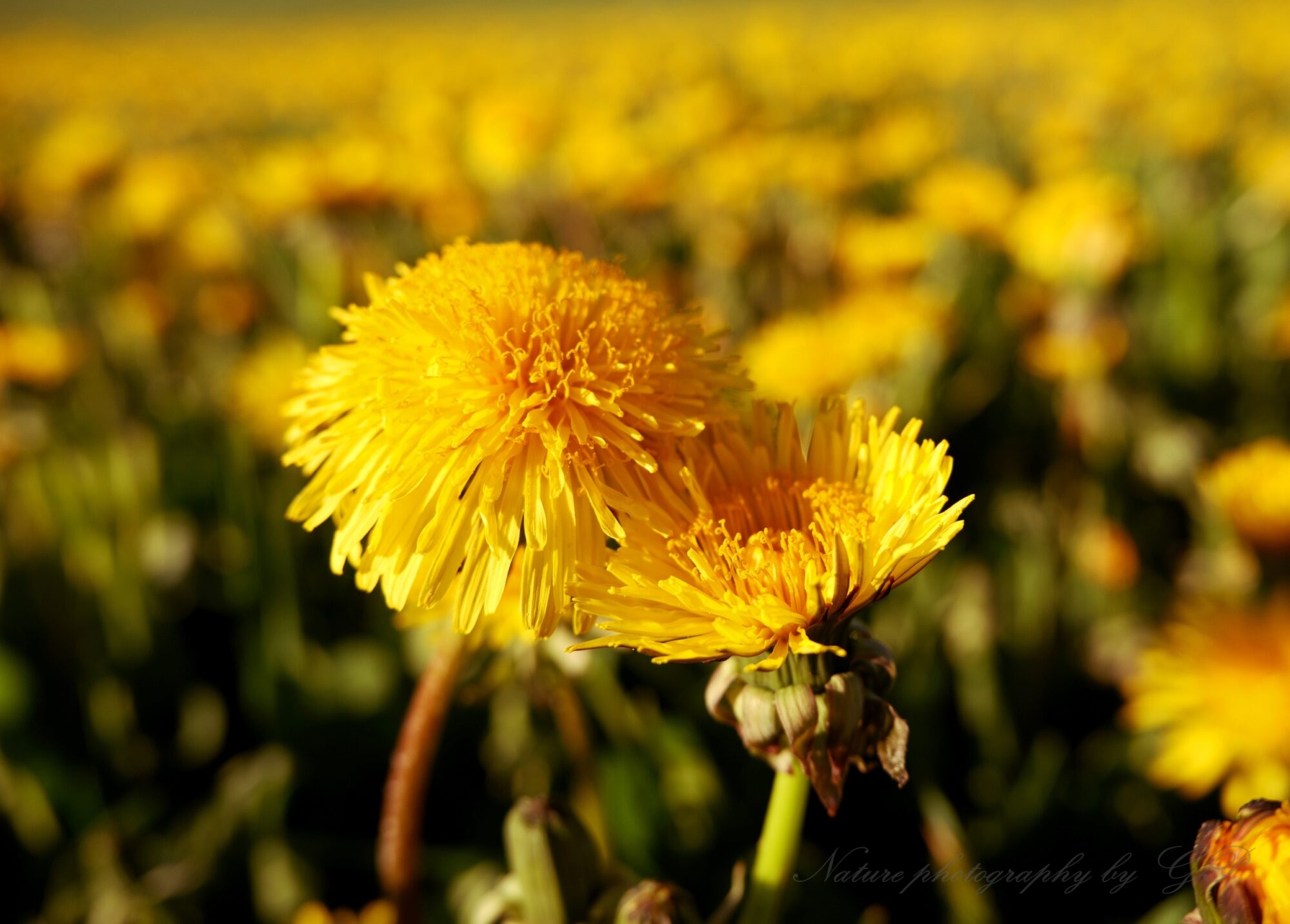 Spring nature photo- Love