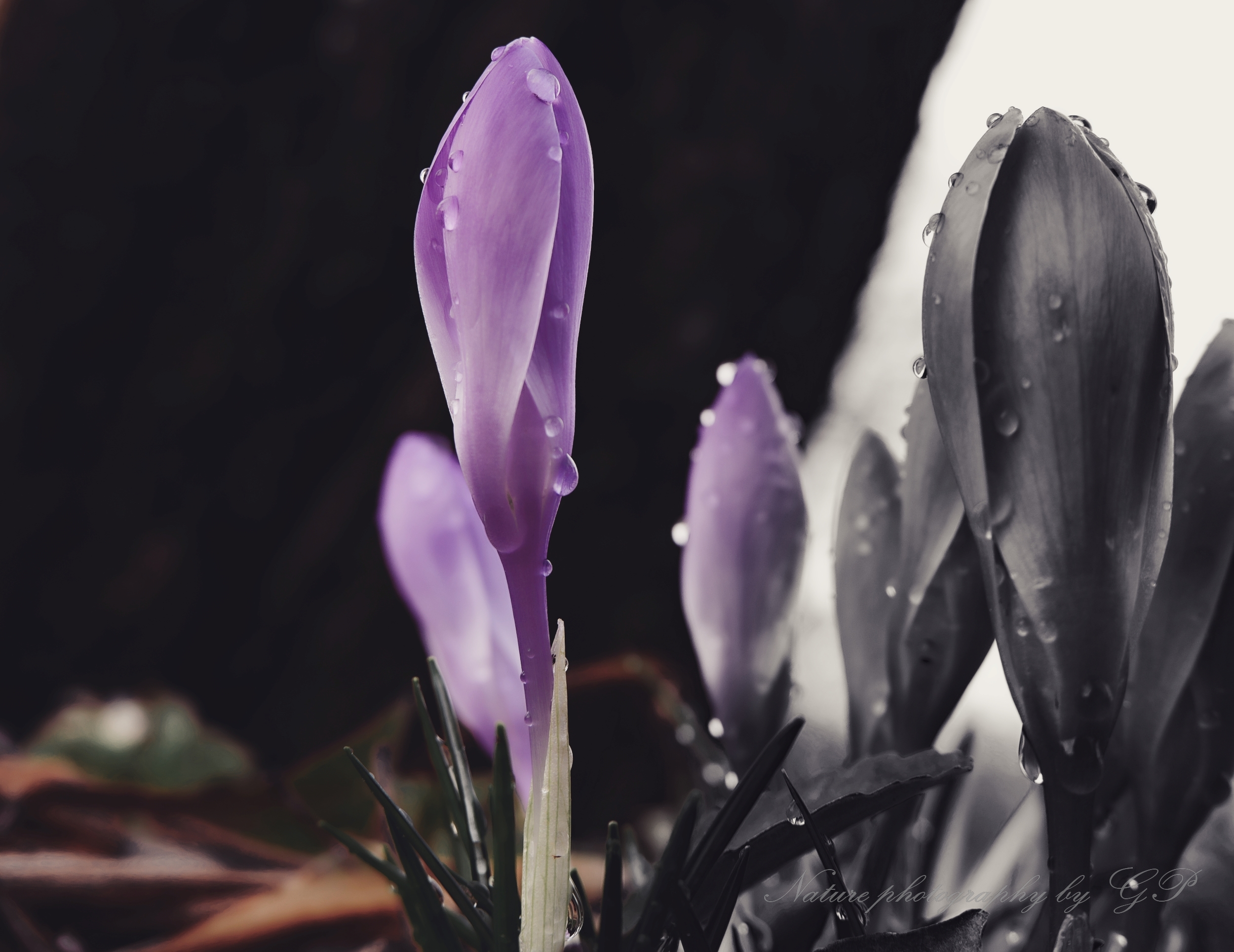 Crocuses