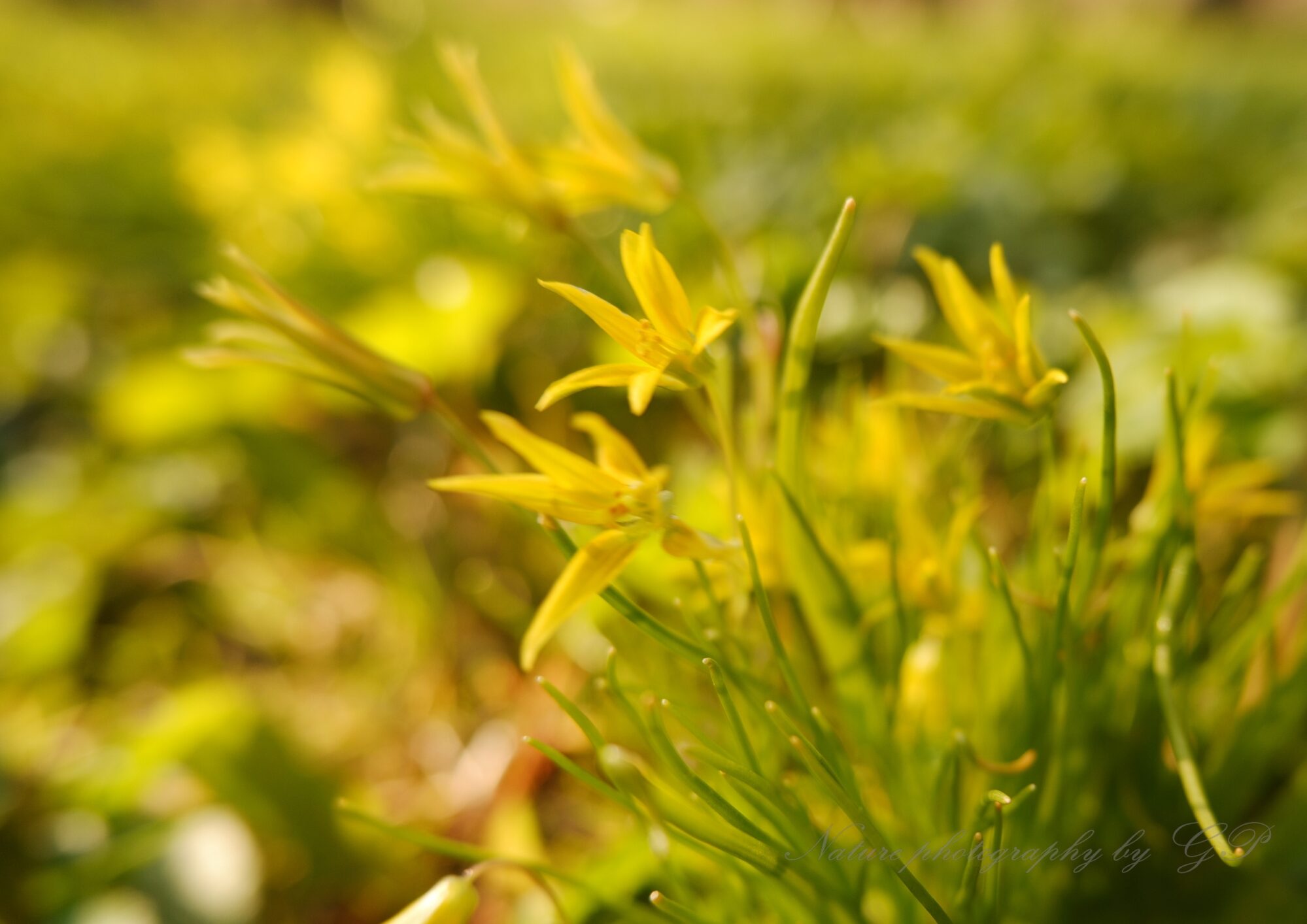 Spring nature photography