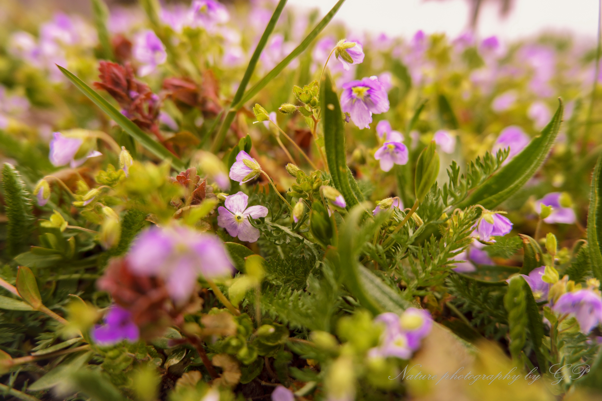 The beauty of natural in the meadow