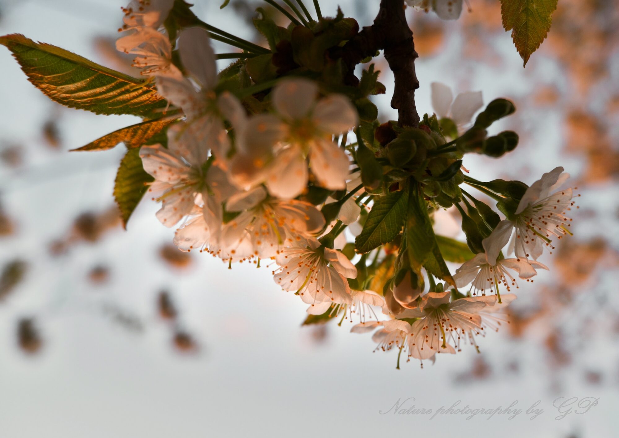 When the sunset shines in the flowering branches