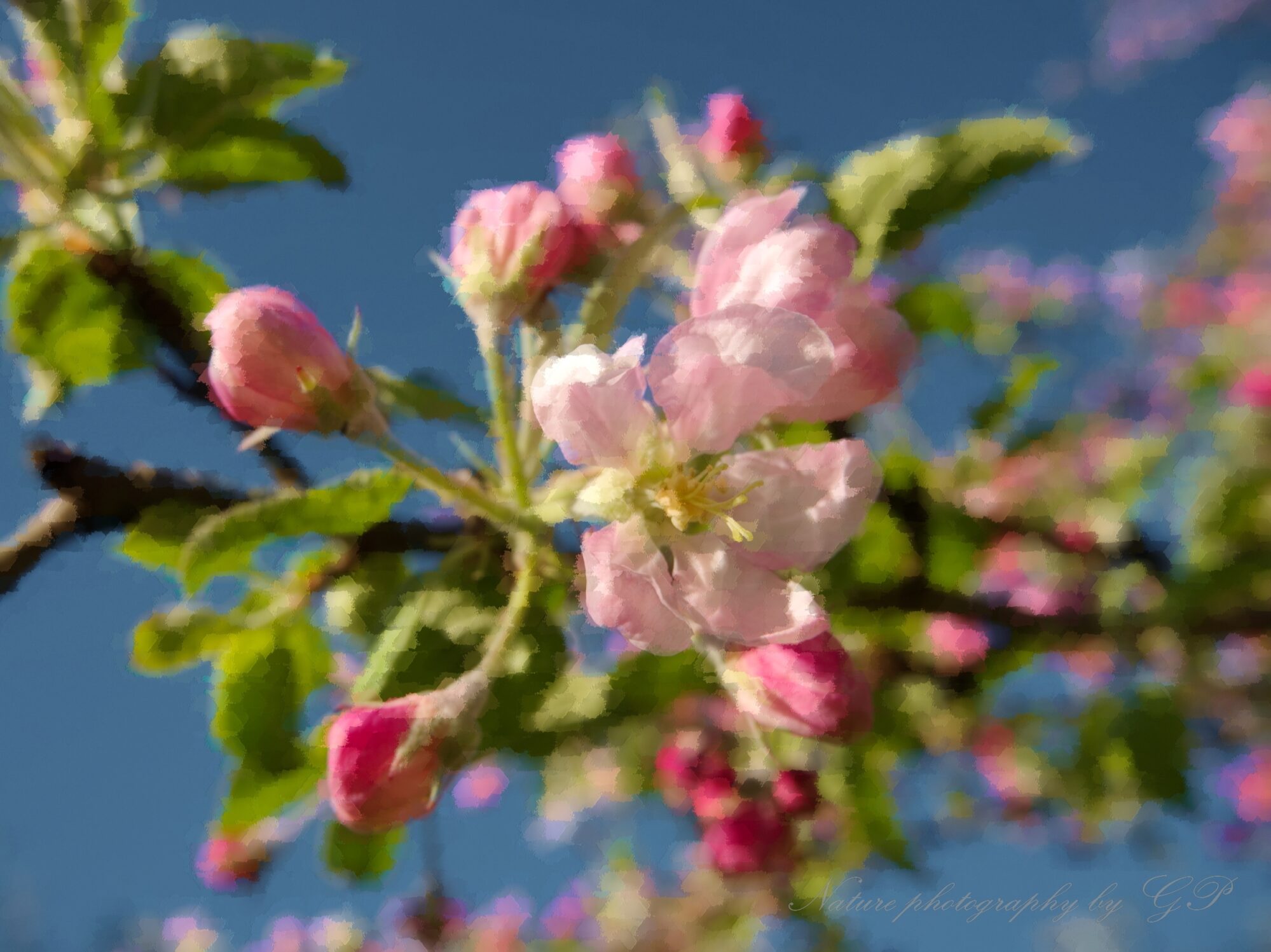 Apple trees bloom