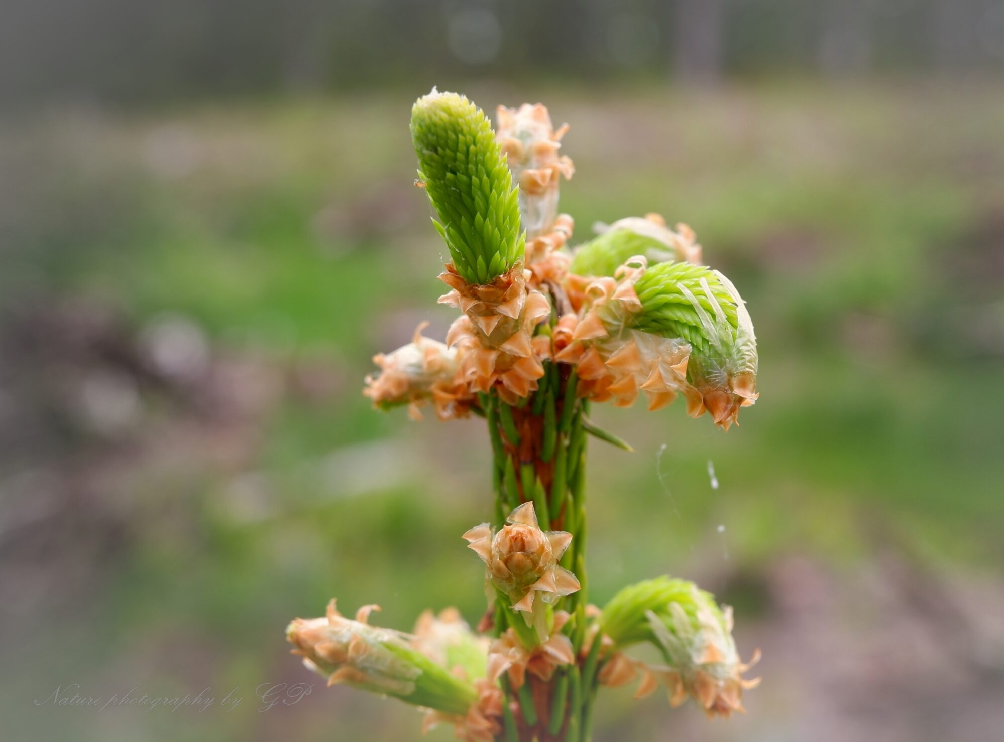 Blooming spruce