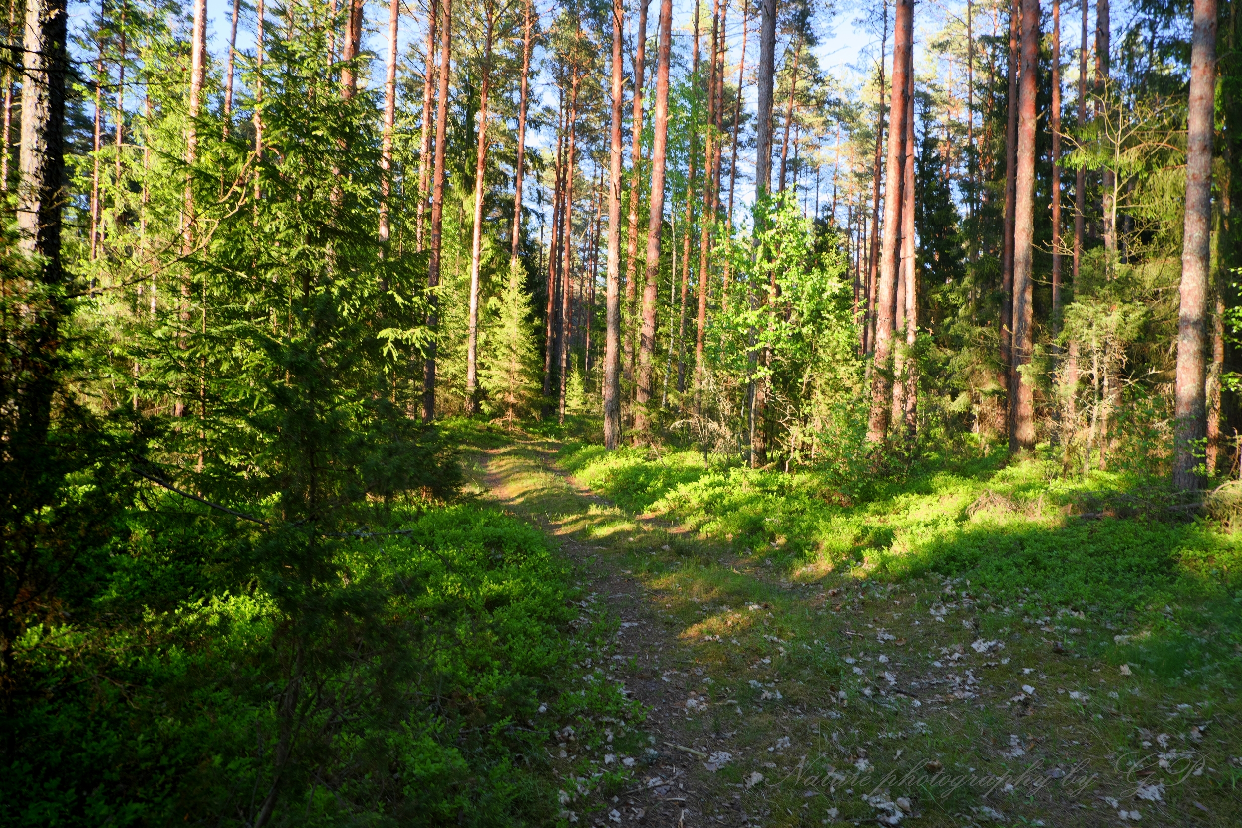 Forest in May