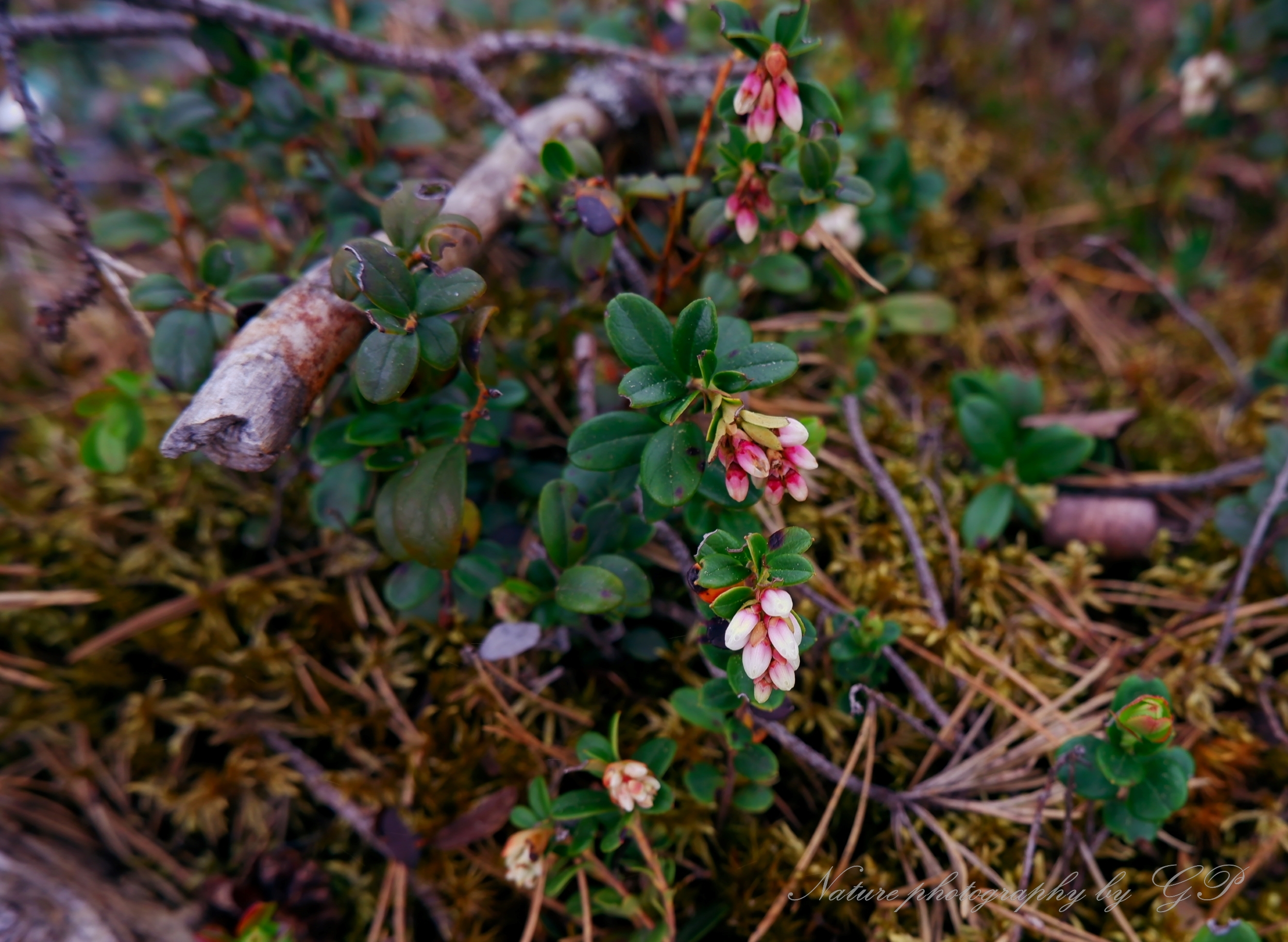 Forest in May