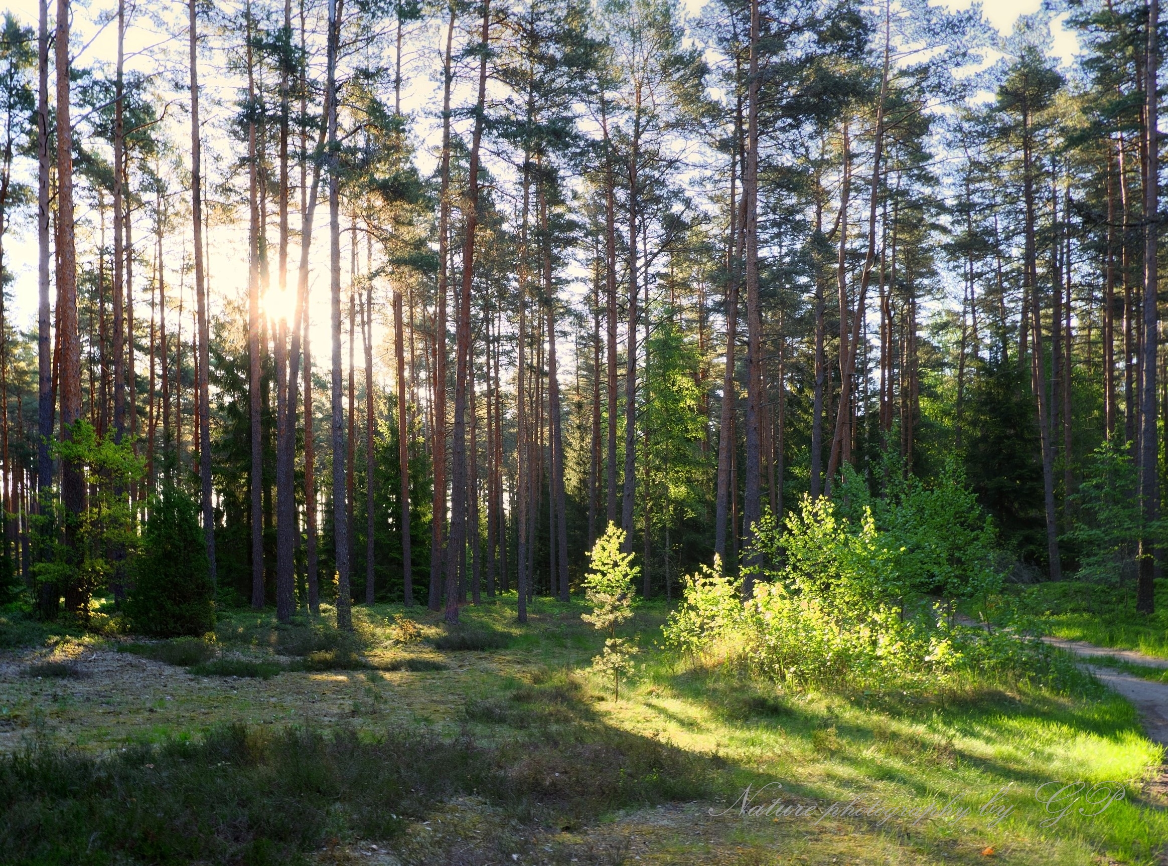 Forest in May