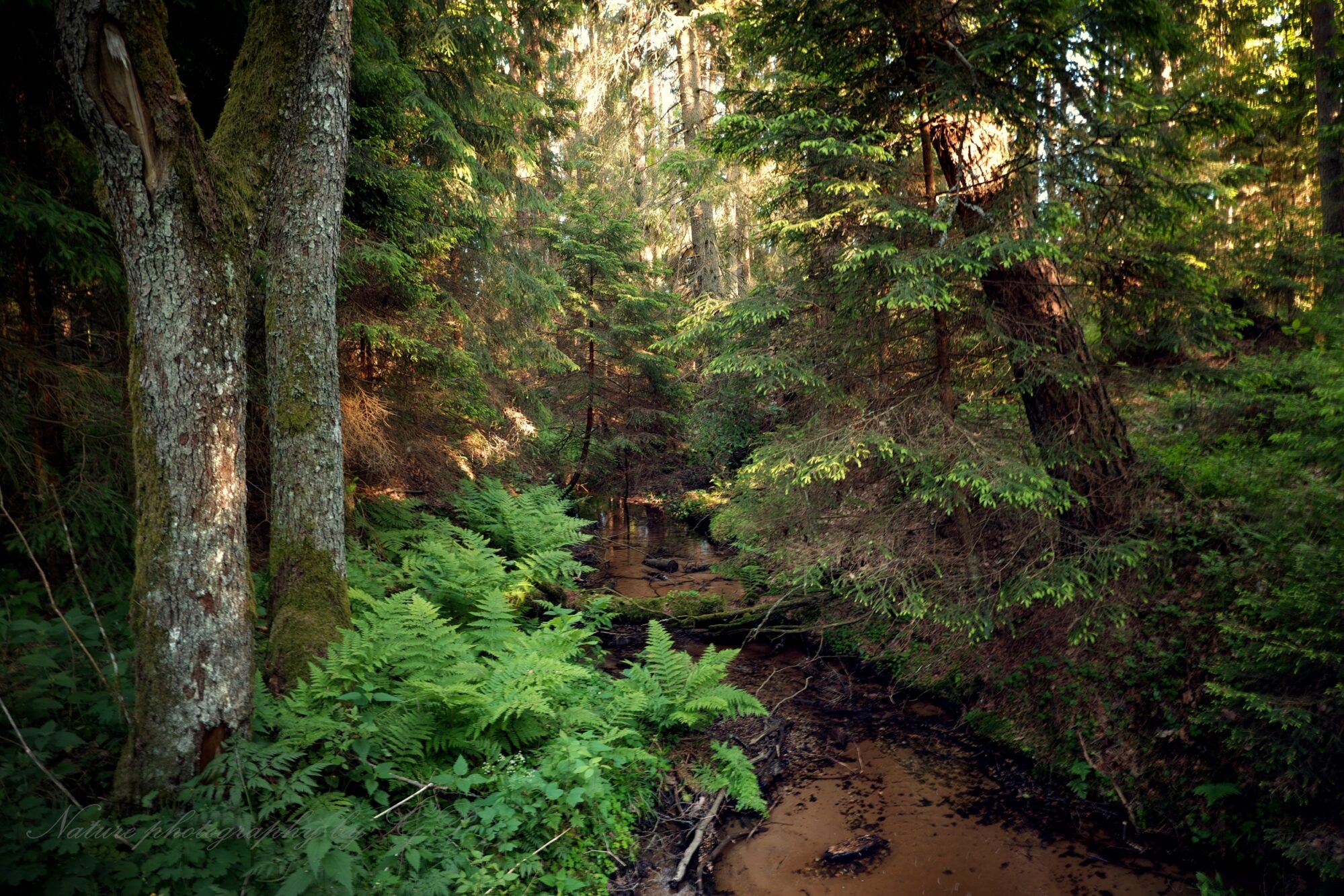 Forest stream