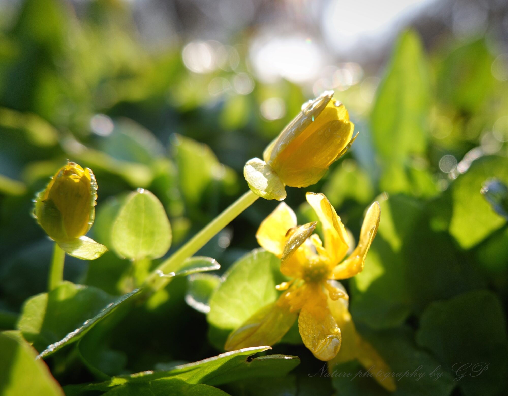 yellow flowers