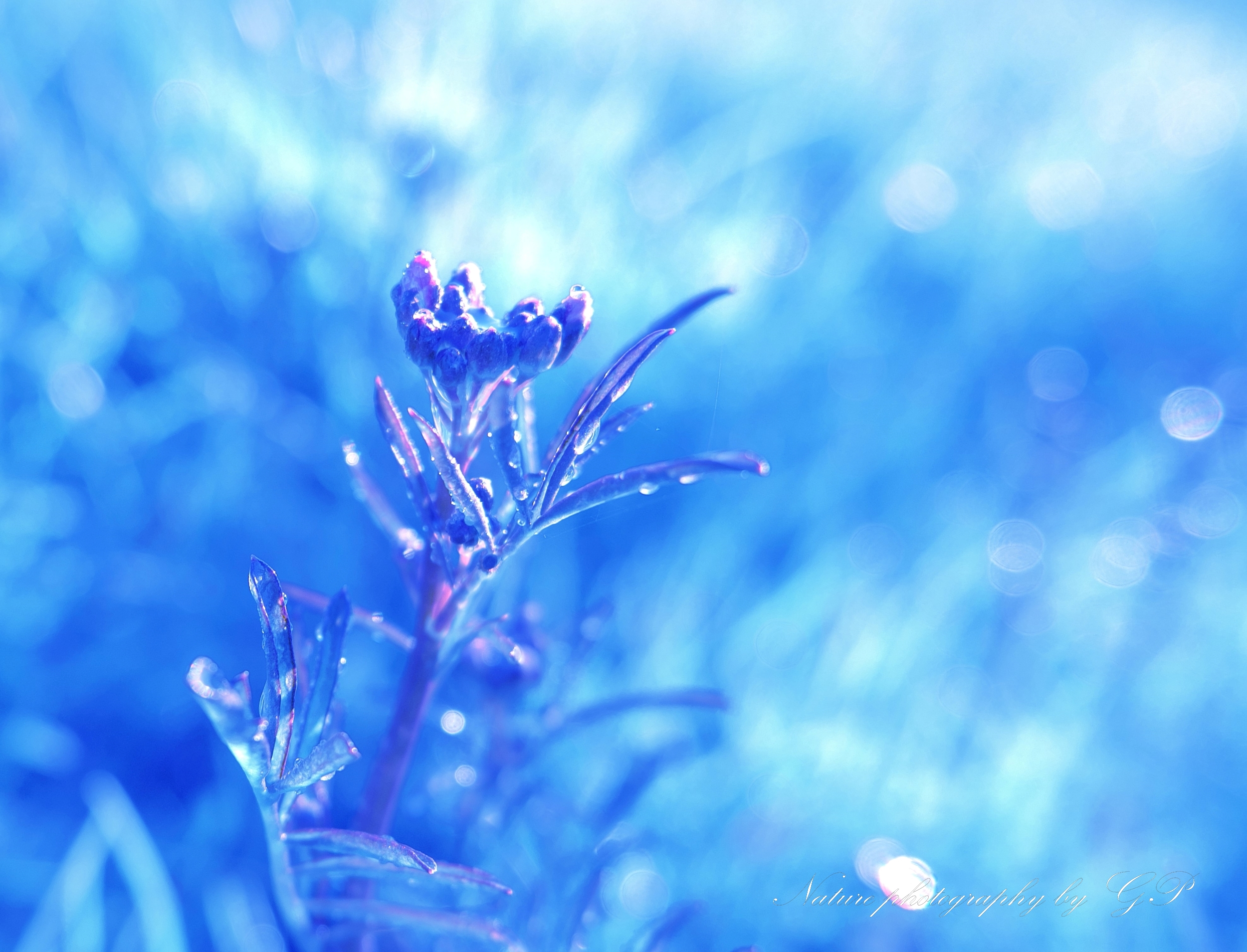 Creative nature photography-Ice queen