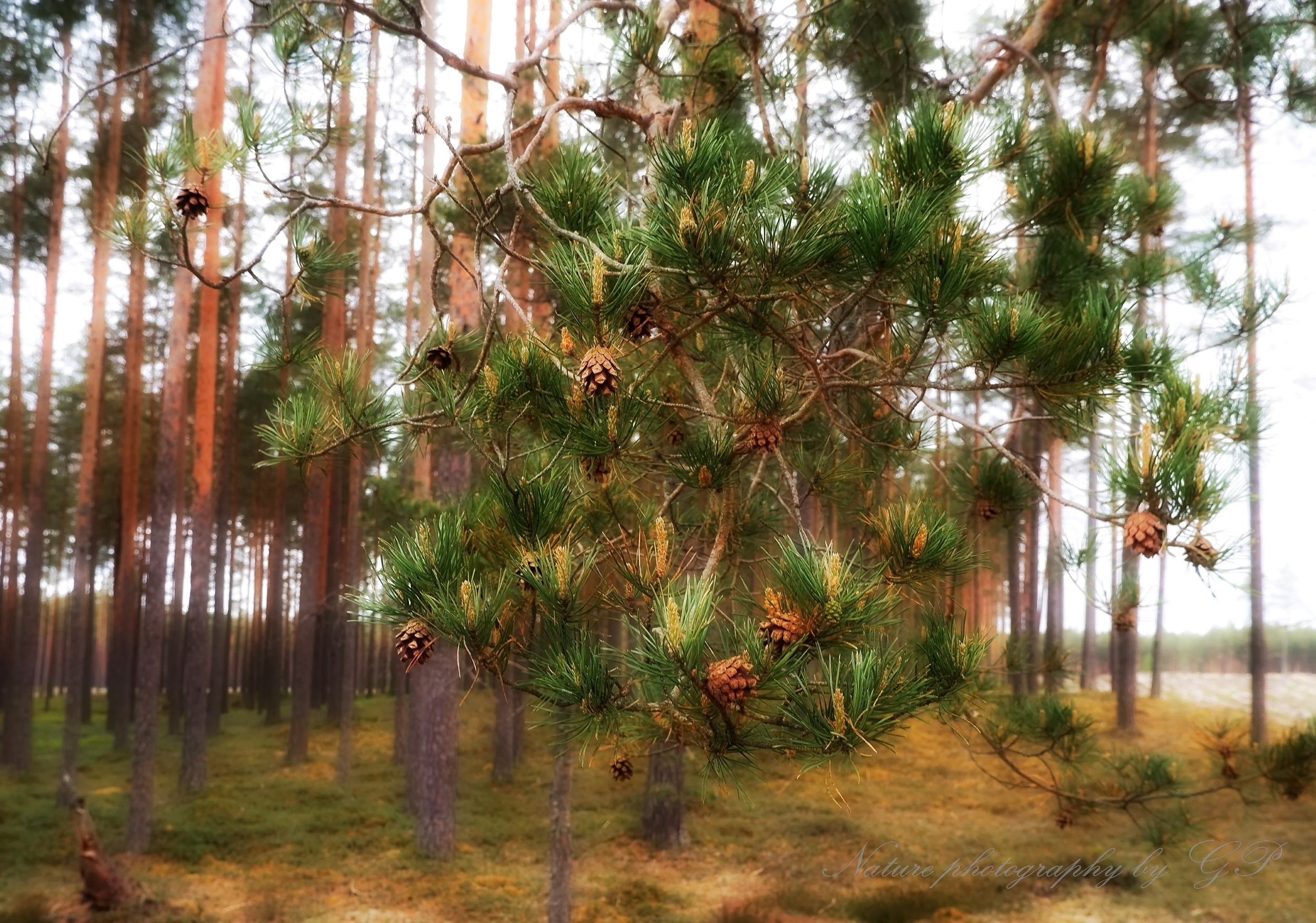 Pine branch