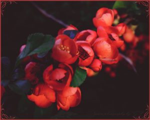 Quince flowers