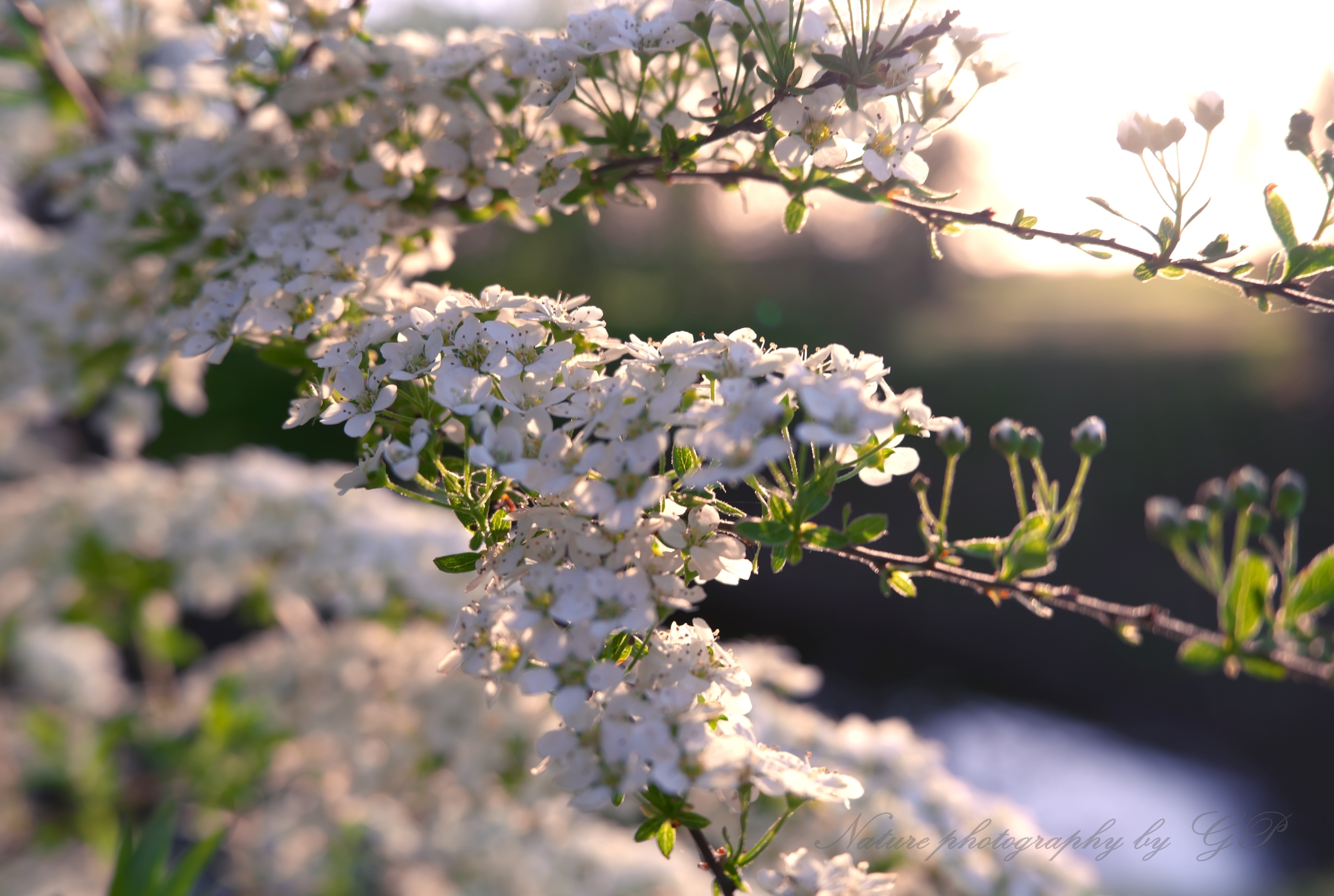 When the world is blooming