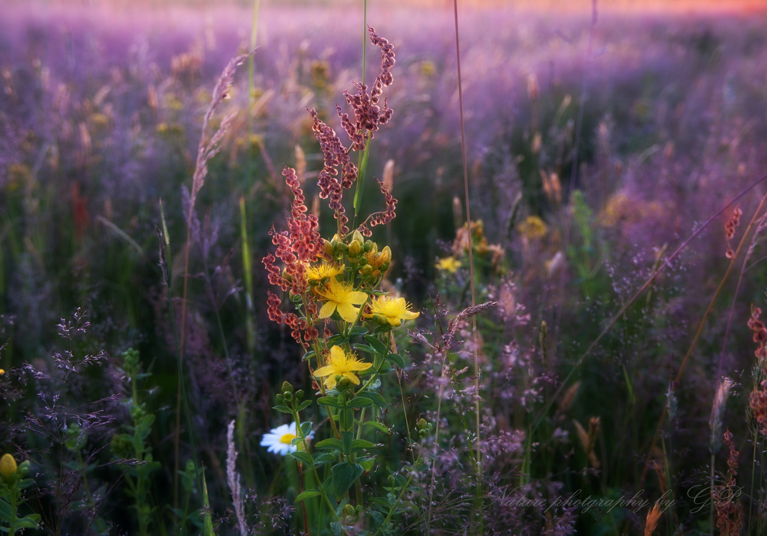 Summer nature photo- July beauty