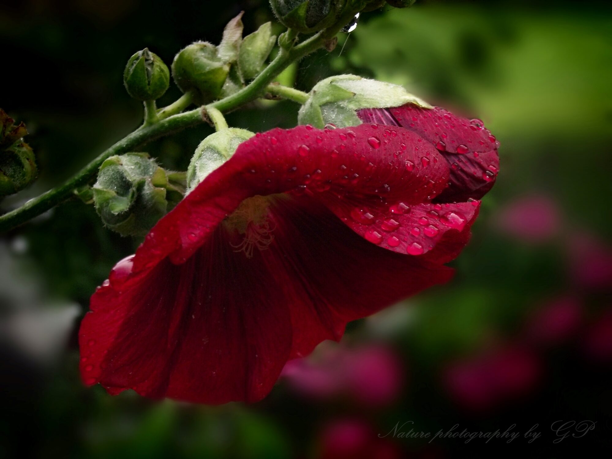 Alcea rosea