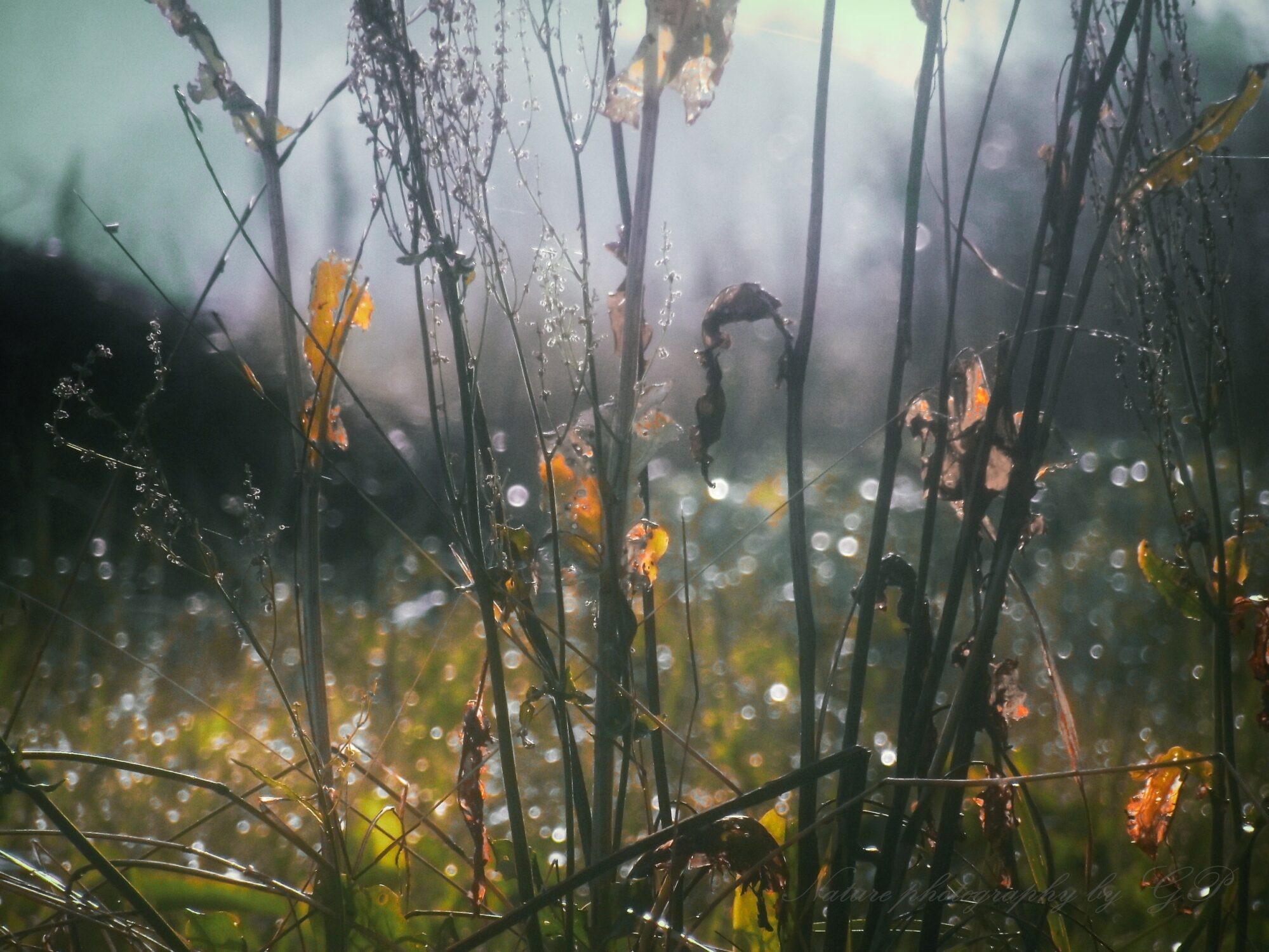 Autumn in meadow