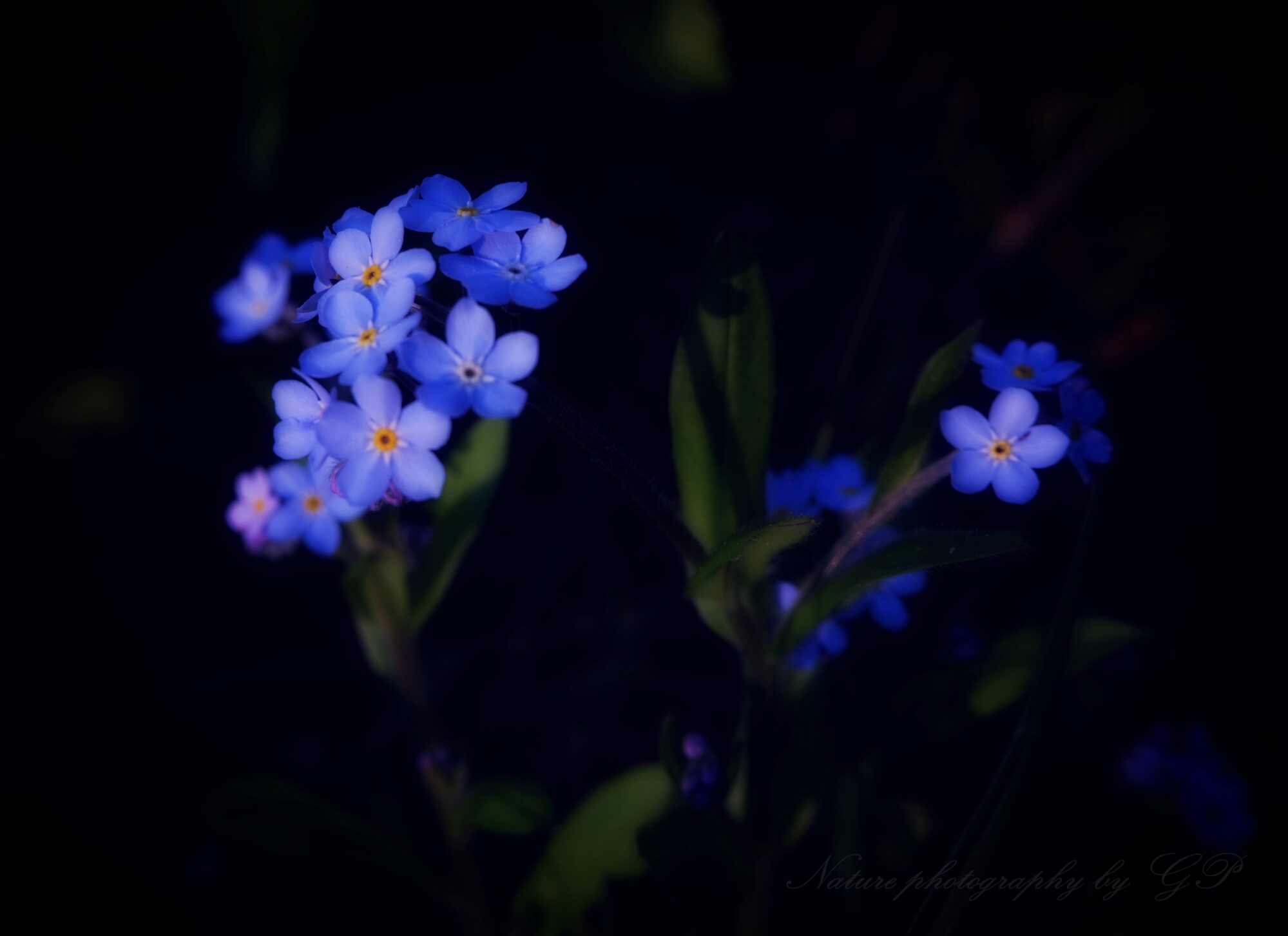 Blue flowers